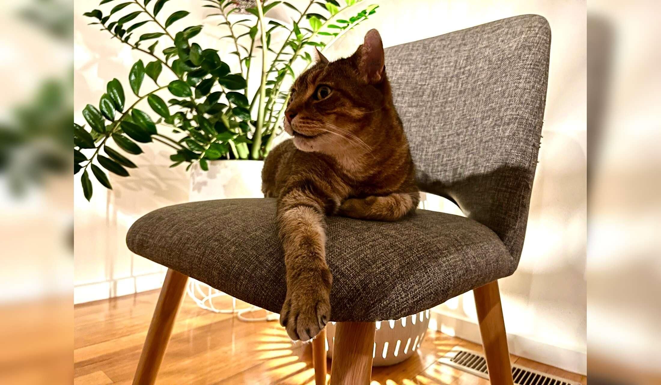 3-bedroom inner city house in vibrant, leafy Flemington - with a gorgeous kitty