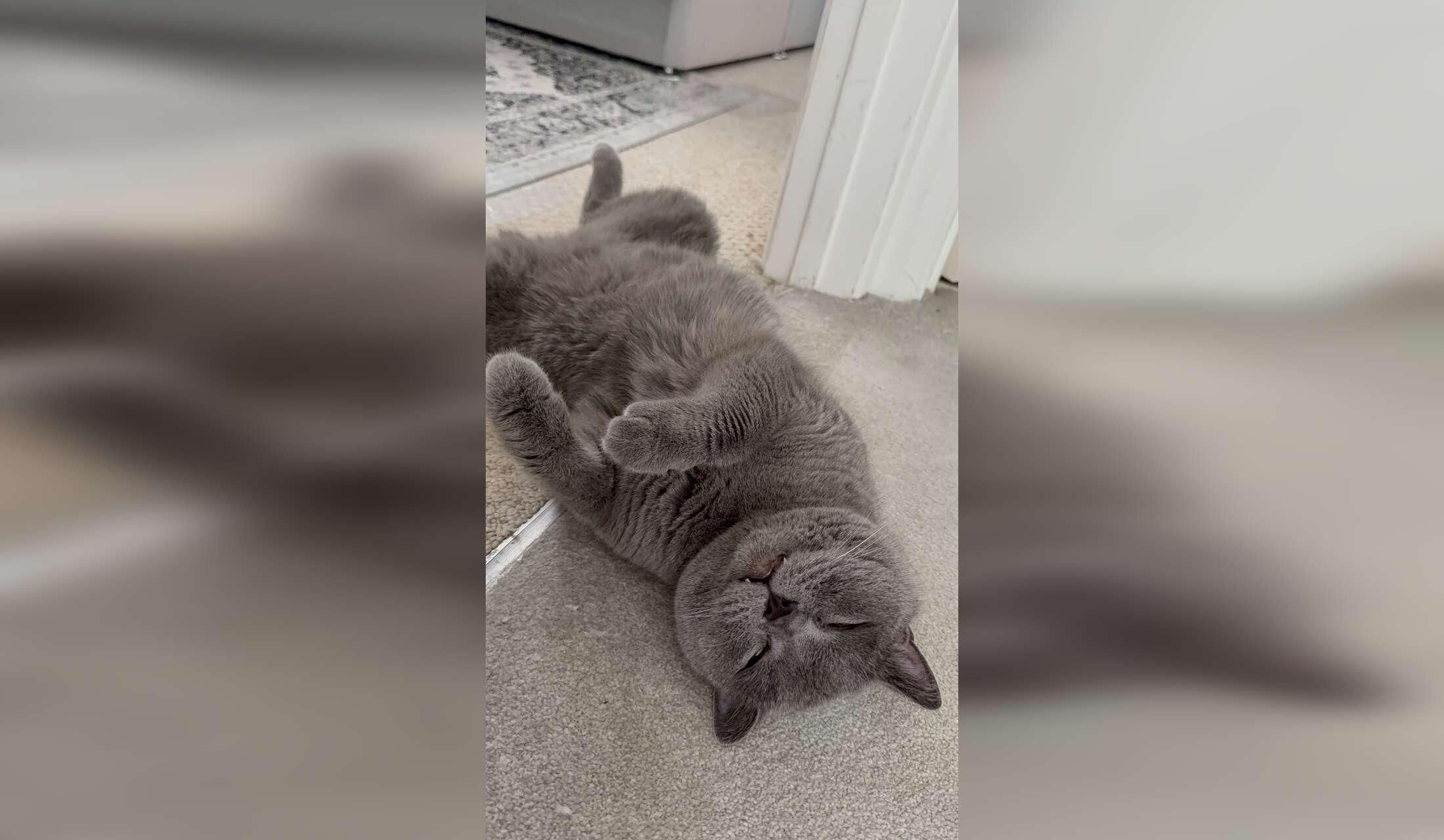 Looking for a sitter for 3 handsome British Shorthairs cats - Image 3