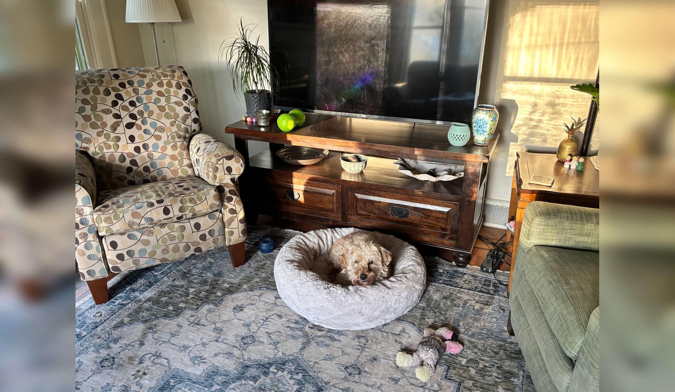 Sweet senior labradoodle seeks calm, attentive house-sitter over the holidays - Image 2
