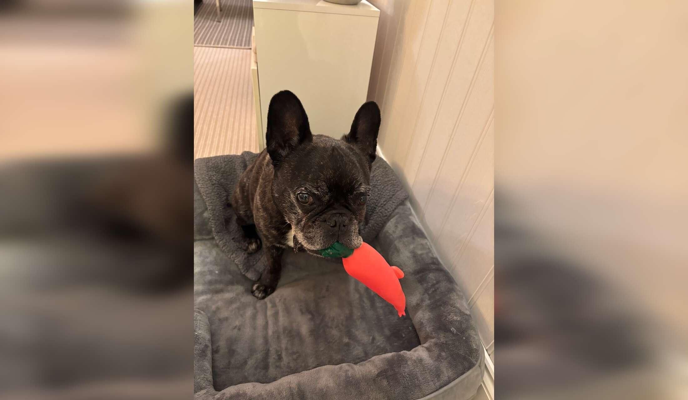 Jax - my French bulldog 11 years old and fit and full of character. Need a caring dog lover who will care for him and my home - Image 8