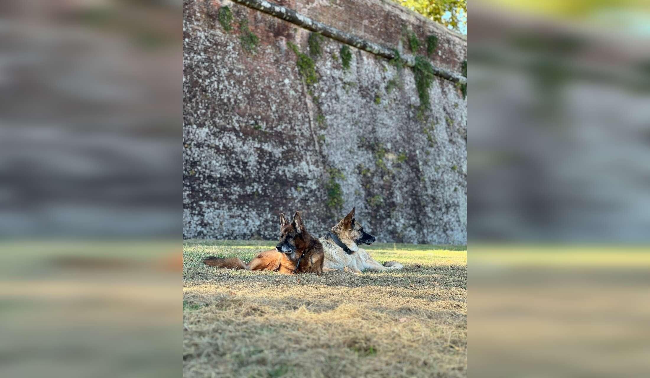 Enjoy fabulous Lucca in Tuscany with two beautiful German shepherds, in a big apartment in front of its famous walls - Image 6
