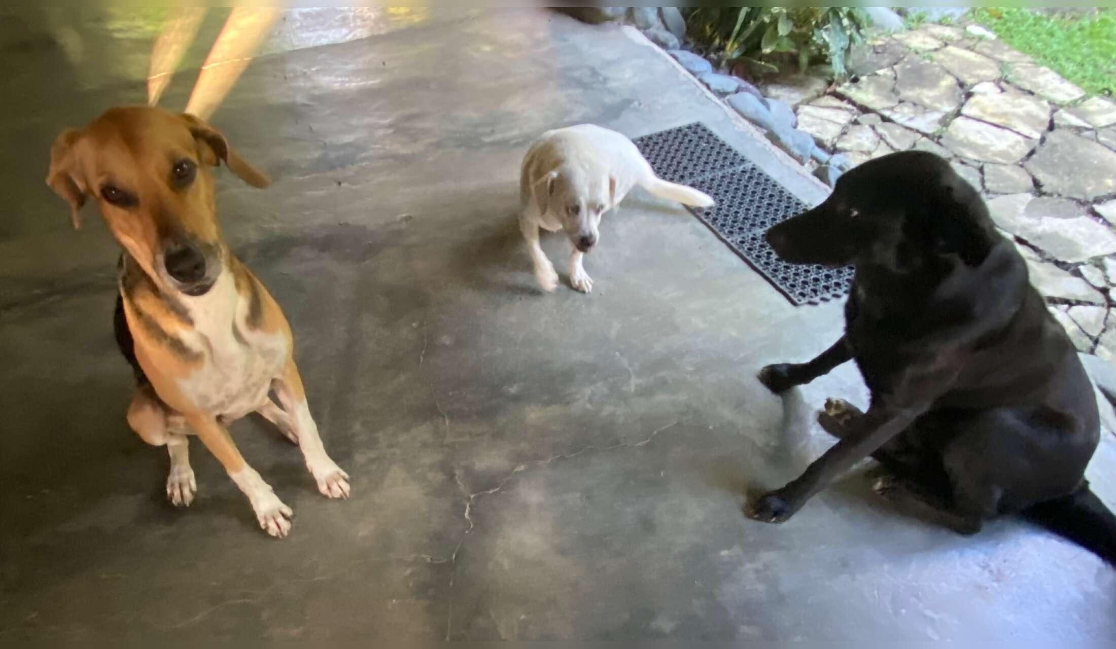 Looking for pet / house sitter for April 2027 in Costa Rica