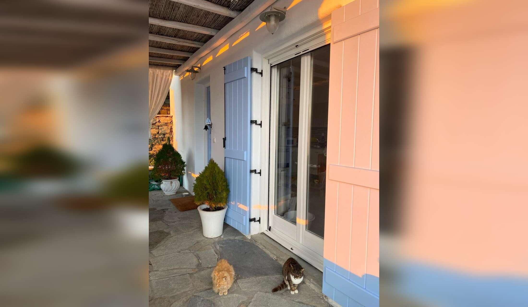 Seeking experienced dog and cat lover for Syros Island. - Image 2
