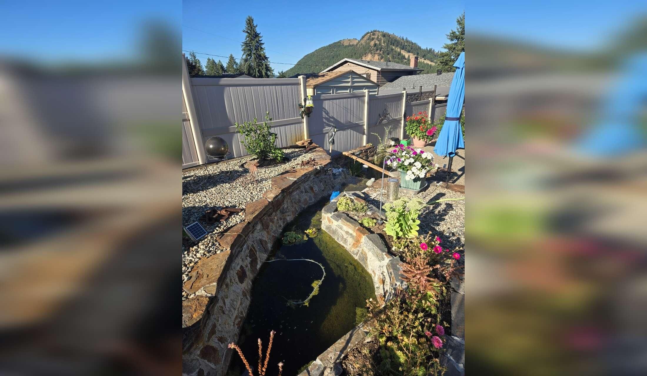 House and fish sitter - Image 2