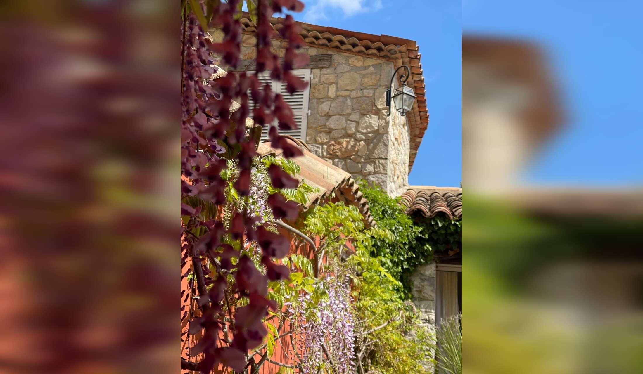 Provence French Riviera, dog in a house in the Var forest