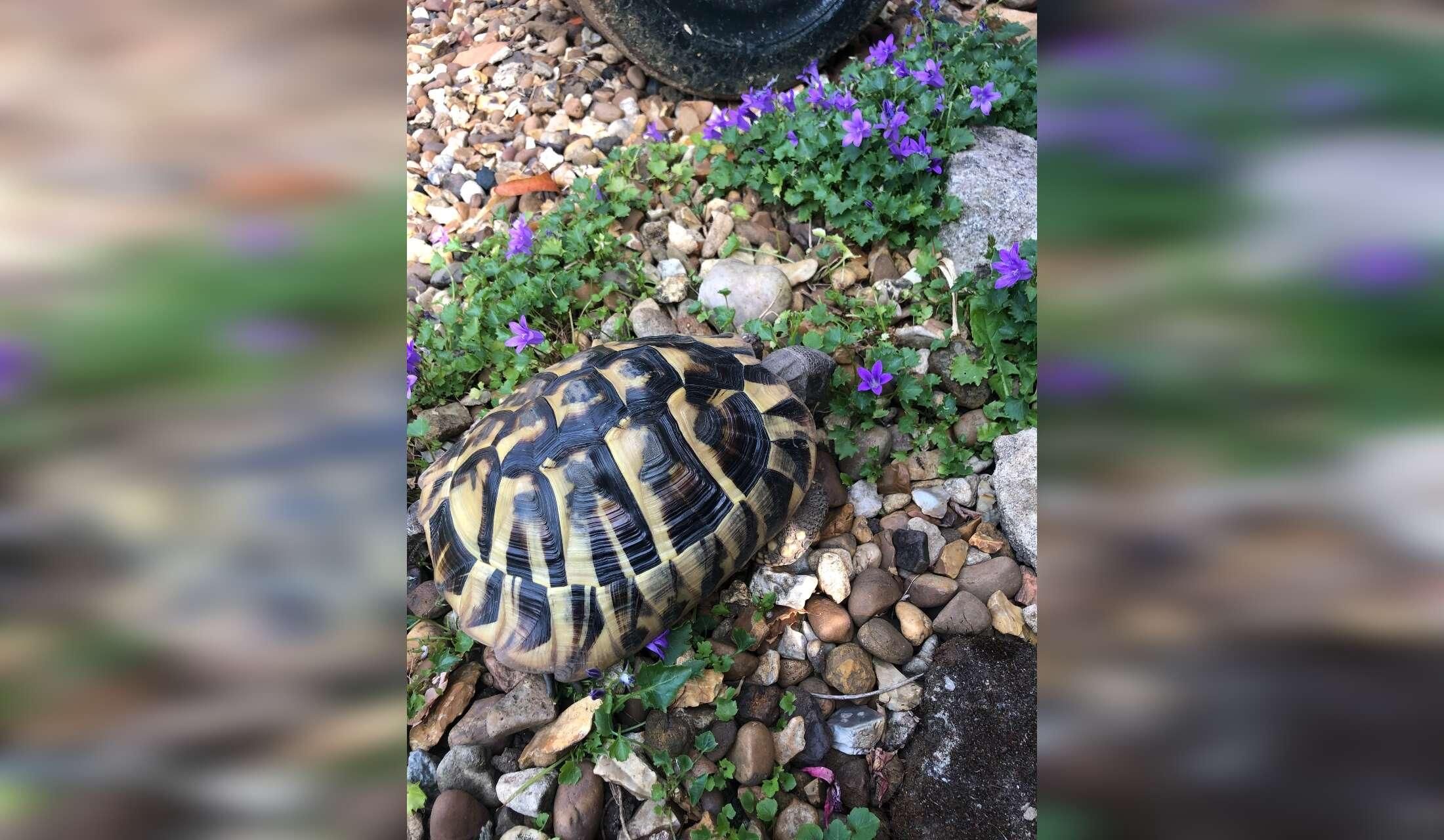Christmas Holidays in Northamptonshire - Cat and Tortoise - Image 3