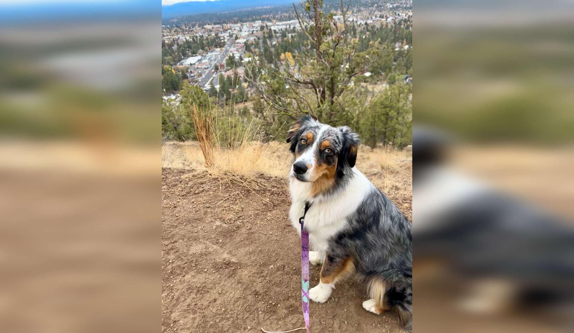 Cute Aussie in bright apartment on Bend's westside