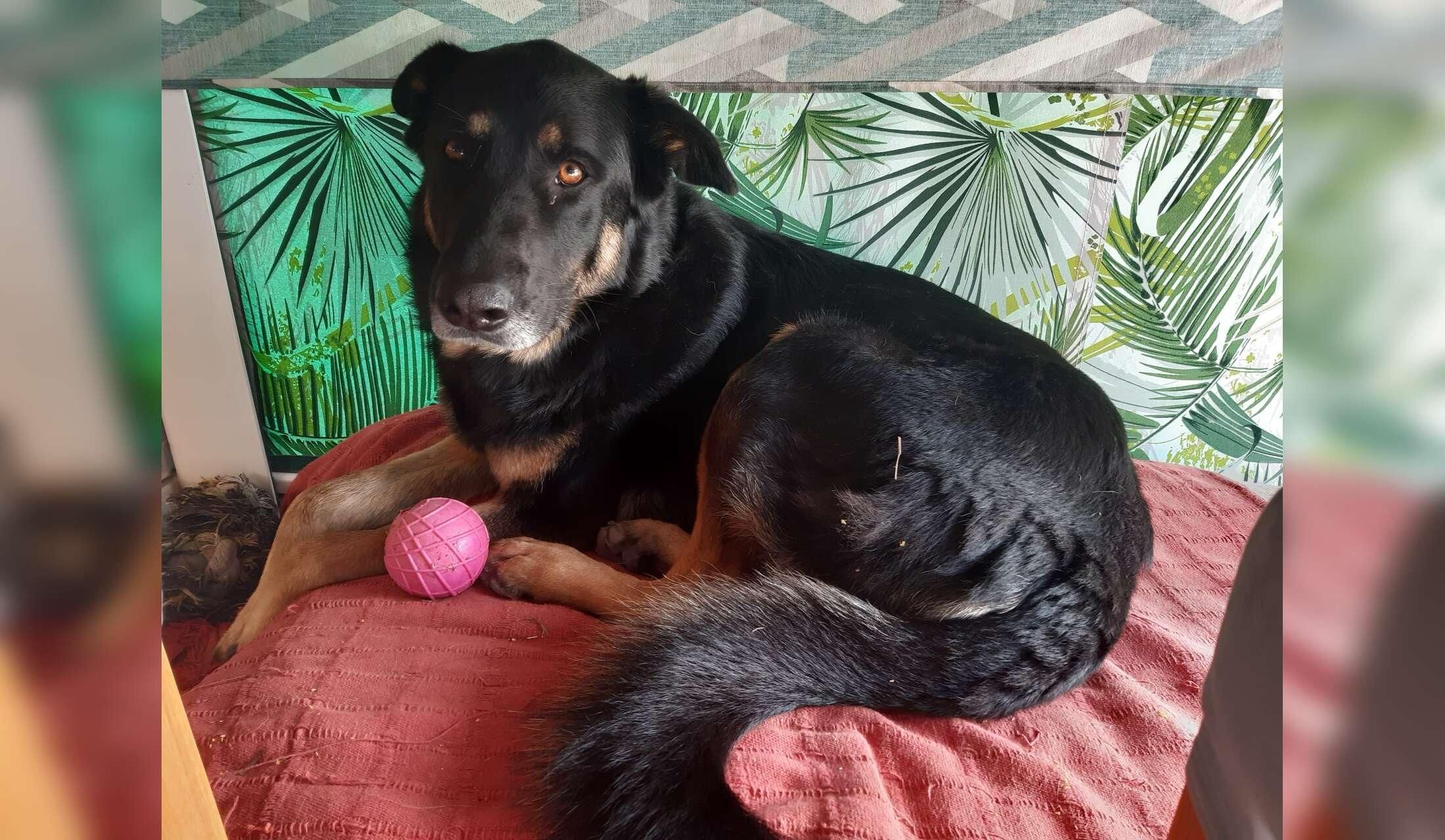 Animal sitters required from 6th - 15th September near Elche, Alicante