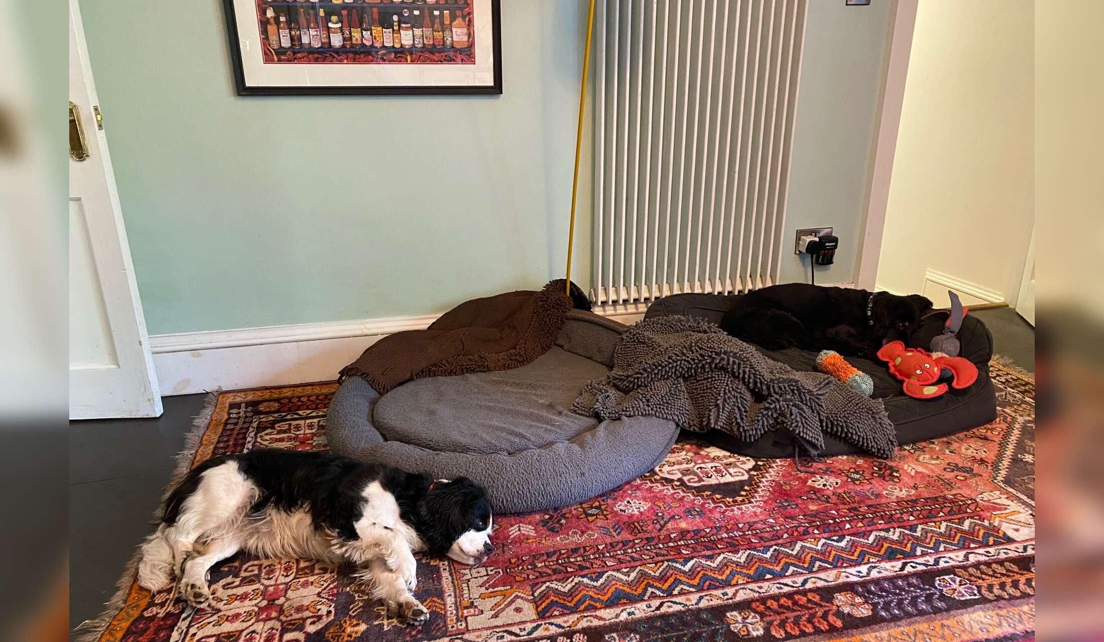 Wye Valley pet sit with 2 lovely spaniels in village