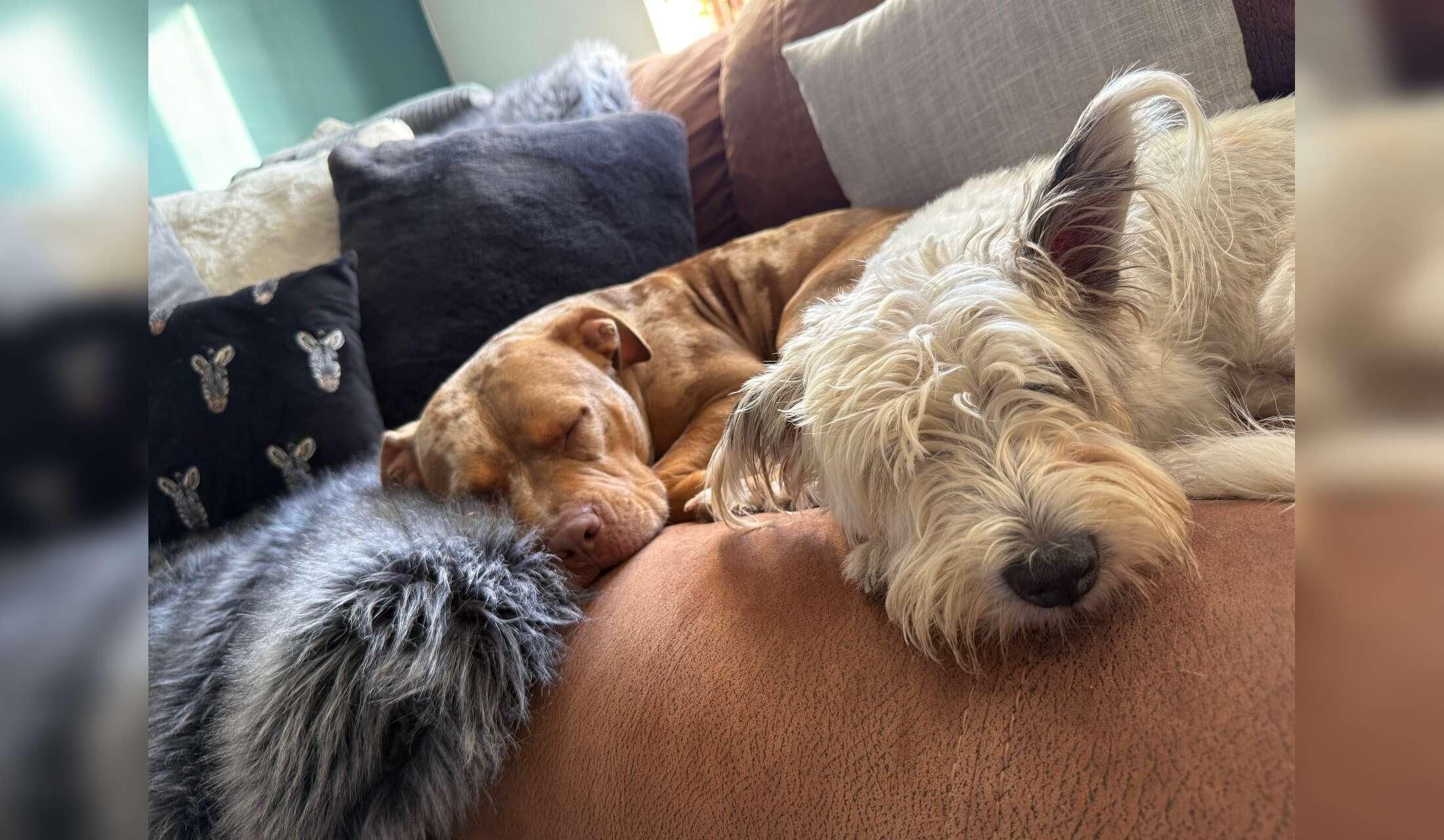 Two sweet dogs & a house  in Cornwall - DECEMBER 2026! :-) - Image 6