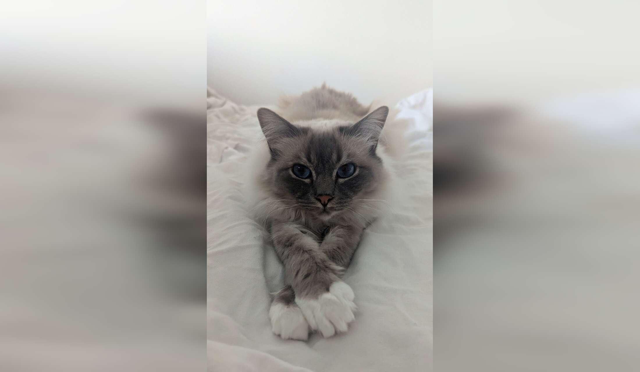 Looking for a cat sitter for 2 Sacred Birman cats near Munich - Image 10