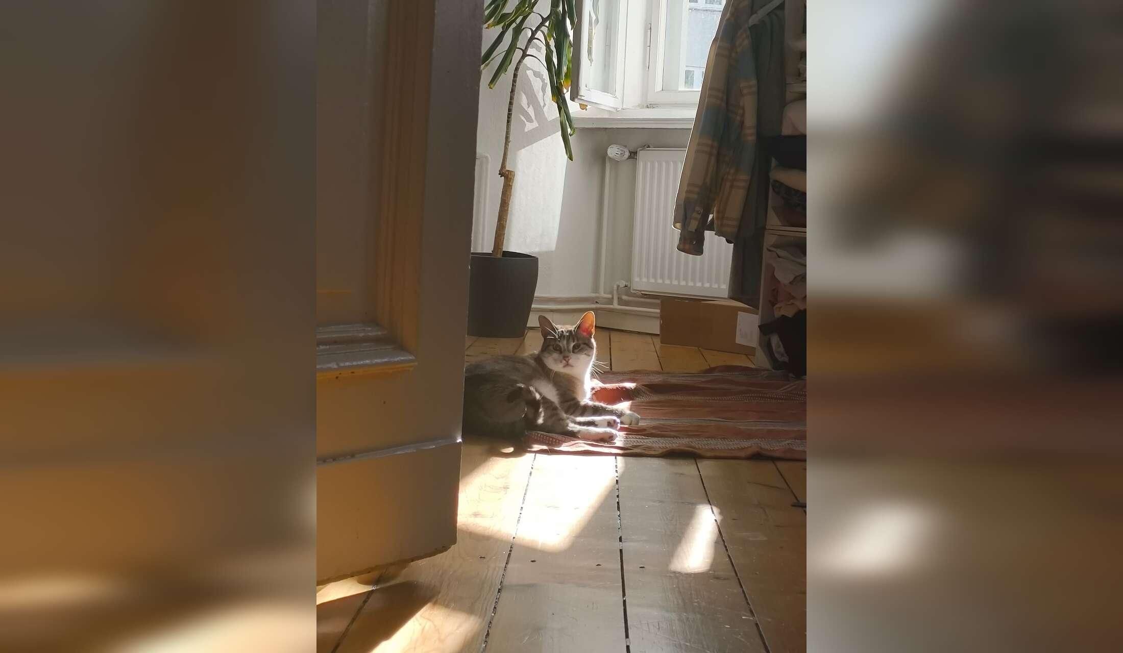 Cat sitter for the end of year season