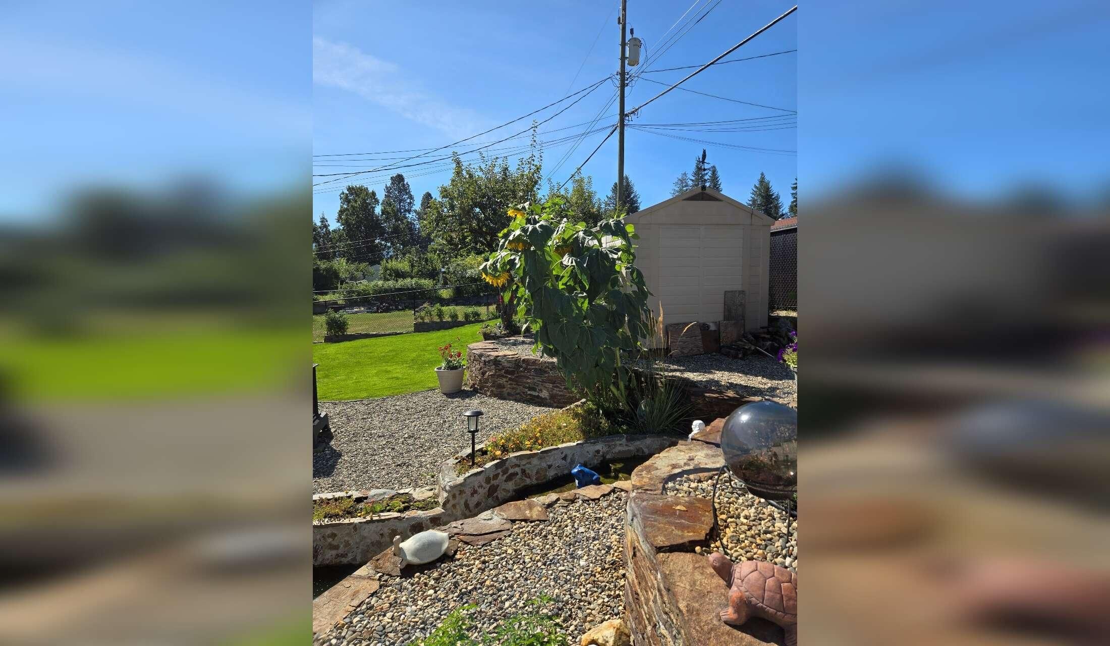 House and fish sitter - Image 3