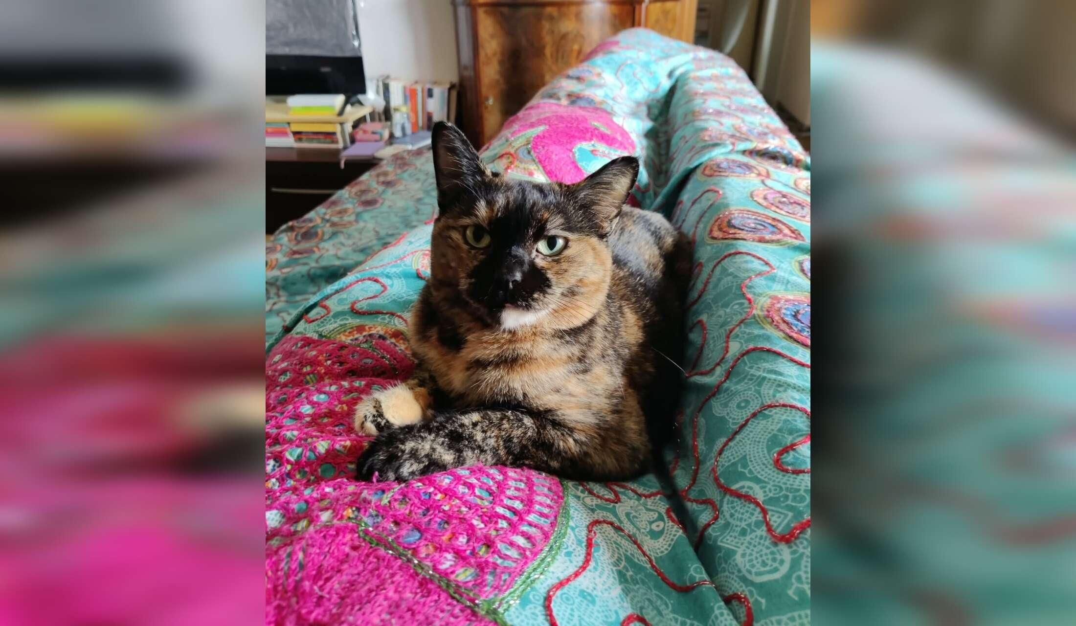 House keeper/cat sitter, with accomodation into house - Image 5