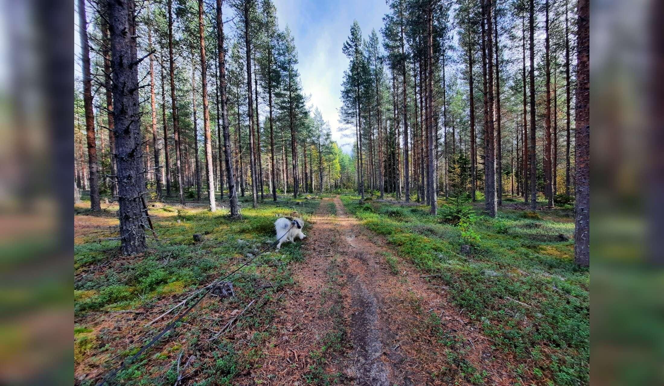 Beautiful Sweden in winter with a lovely dog and rabbit - Image 5
