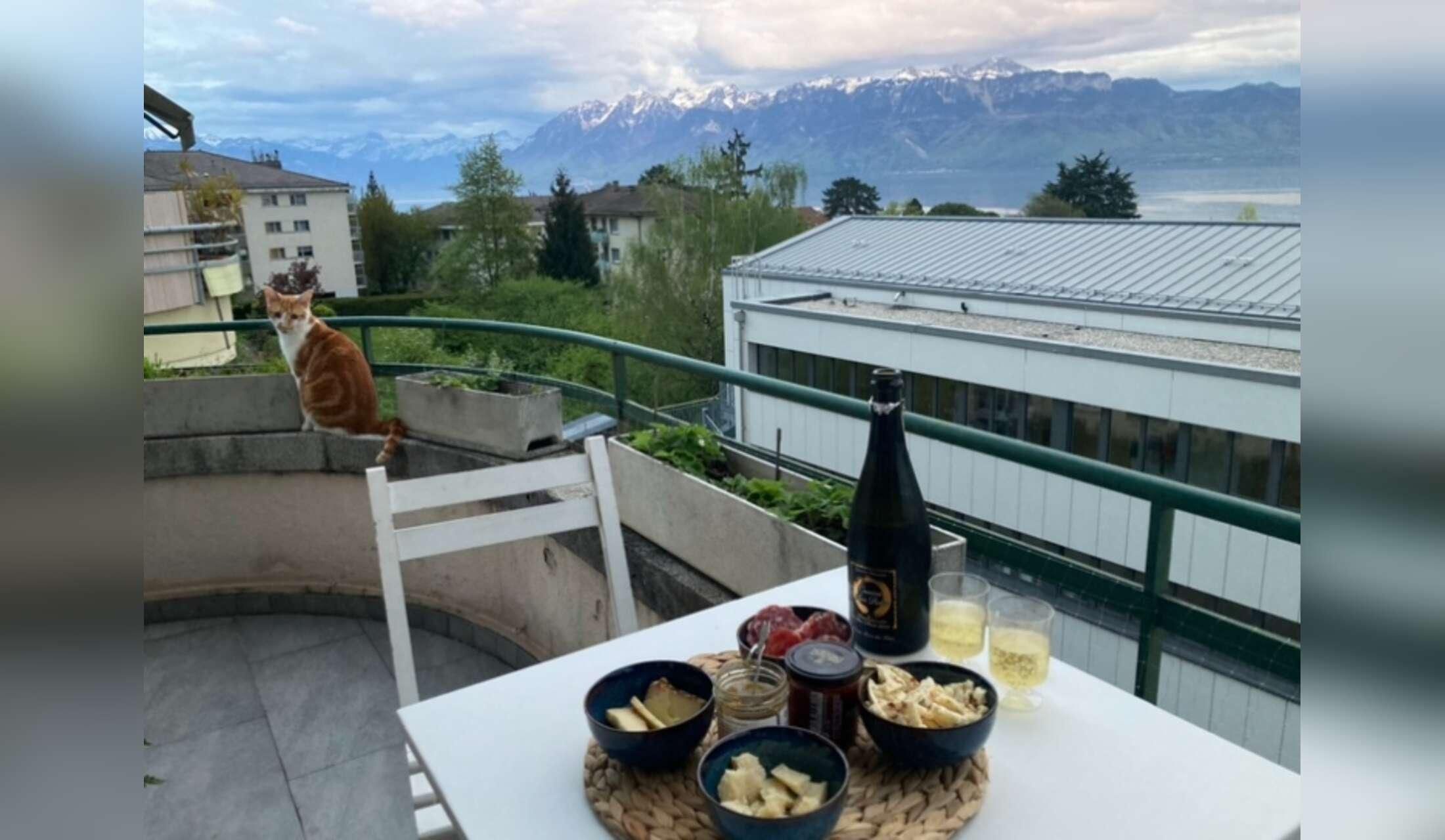 Cat lover - Stay near Lausanne, Switzerland - Image 5