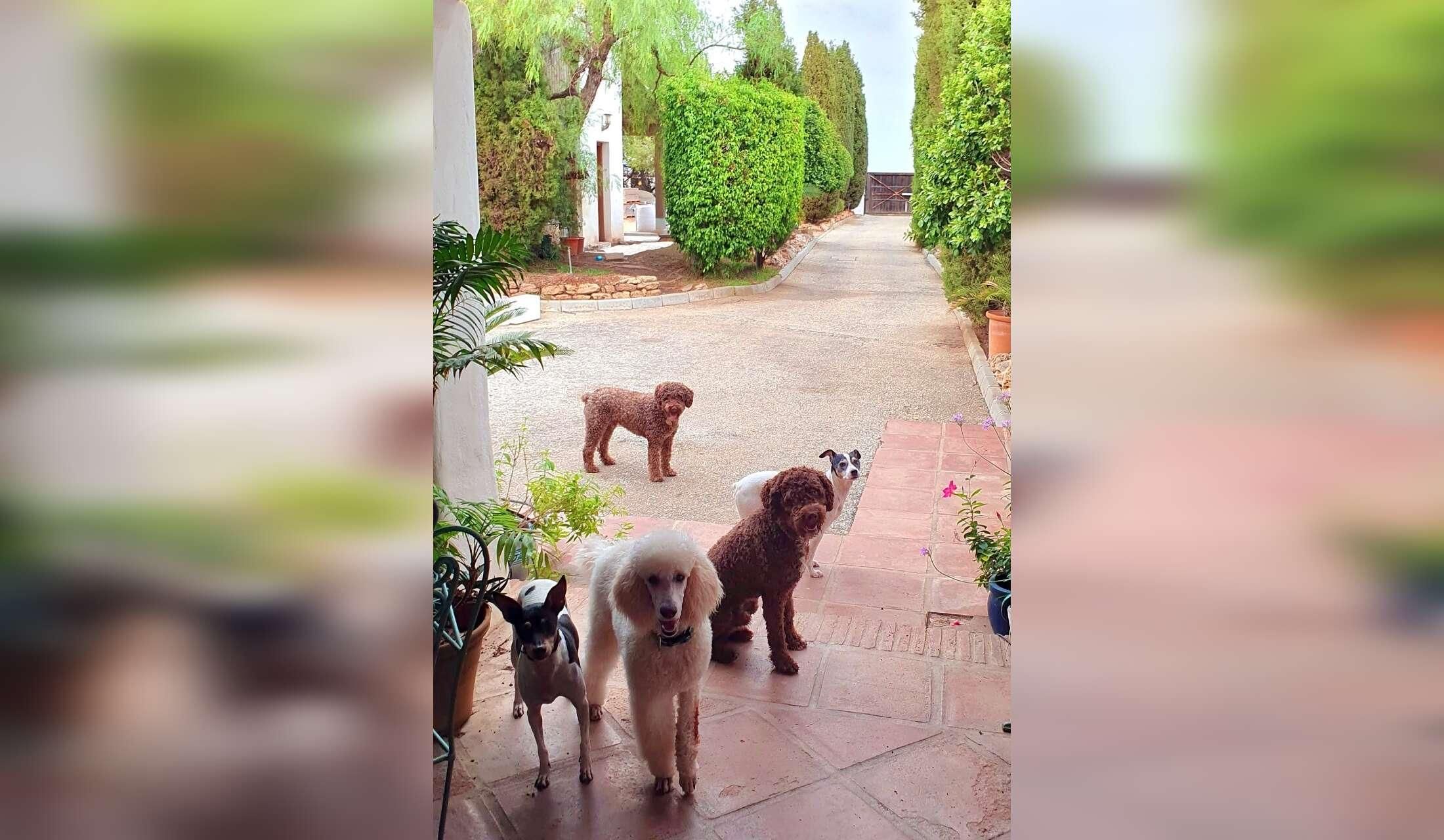 Finca in Andalucia offering pet sitting holidays - Image 8