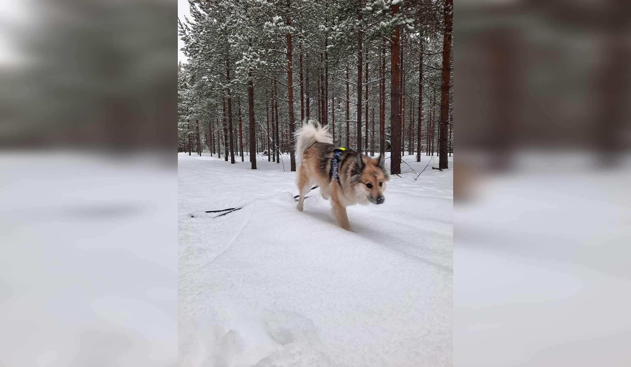 Beautiful Sweden in winter with a lovely dog and rabbit - Image 3
