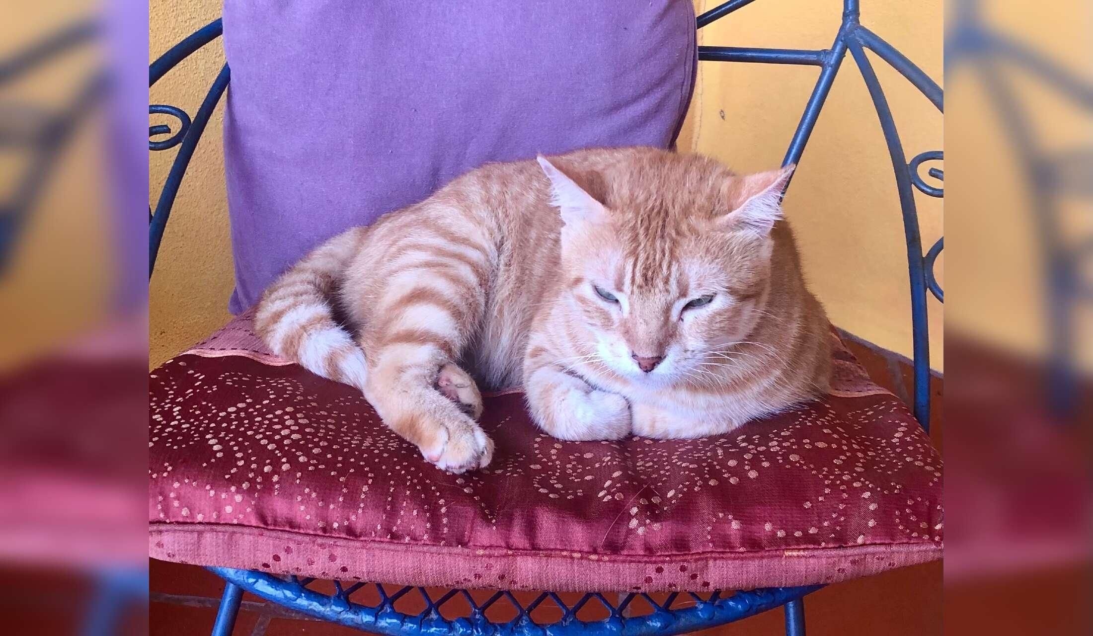 Looking for a couple to live close to the beach with 4 cats, Maggie, a senior dog, and a chicken. Close to the beach near San Carlos, Panamá - Image 7