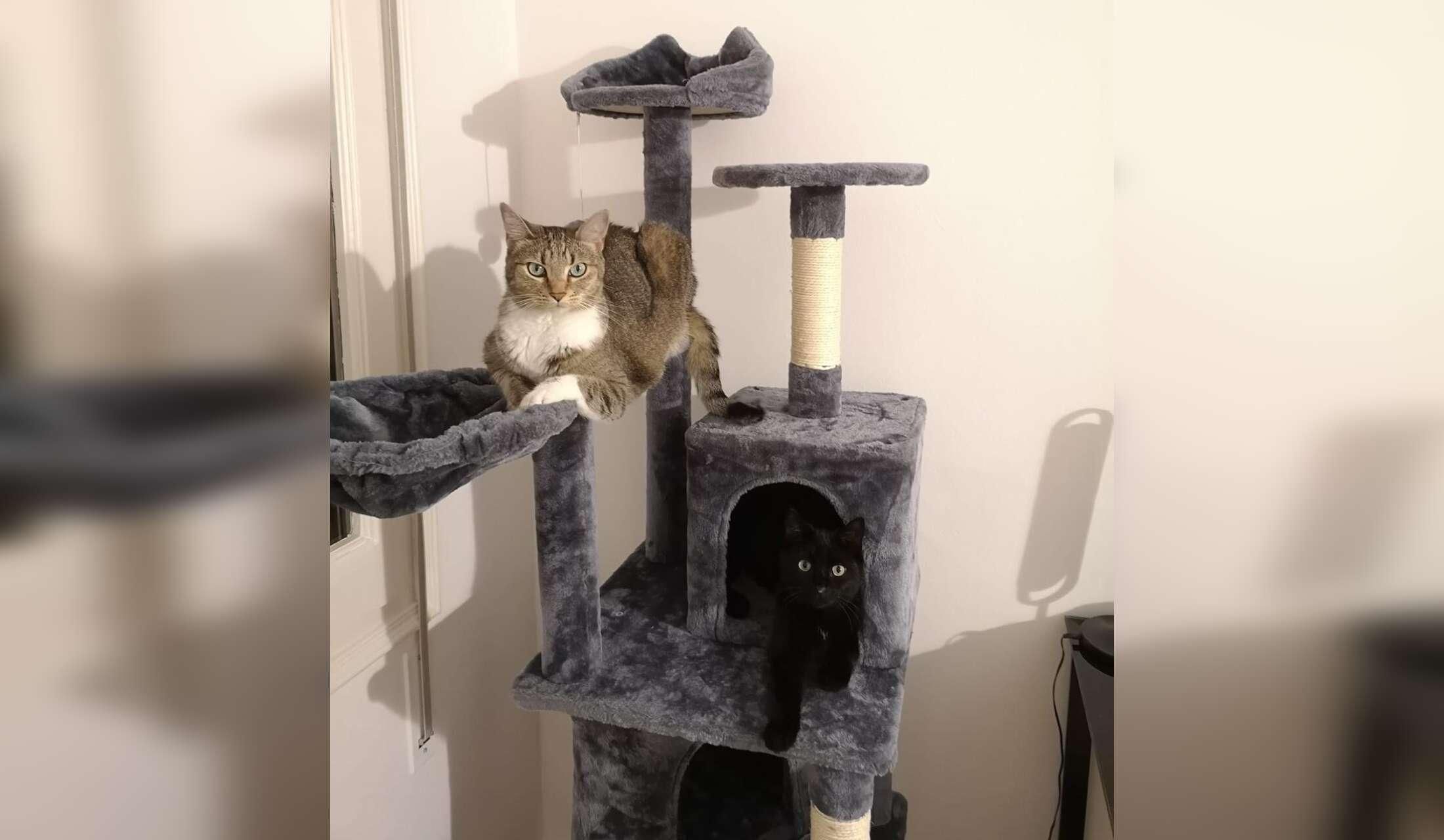 Pet-sitting in Barcelona in September with 2 lovely cats / Cuidado de mascotas en Barcelona en septiembre con 2 adorables gatos