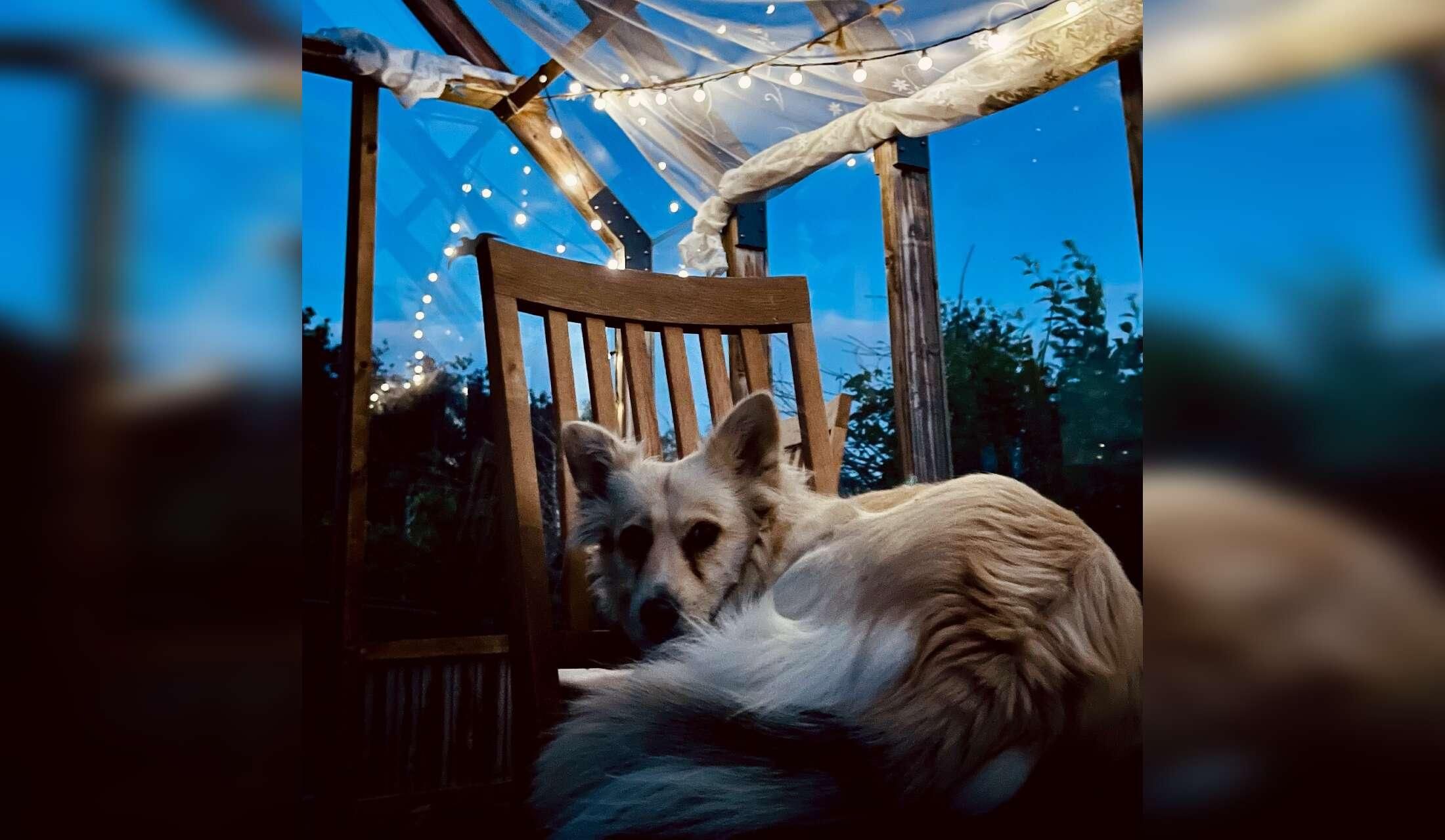 Welcome to our creative green place with 2 ponies, cats and a dog - Image 3
