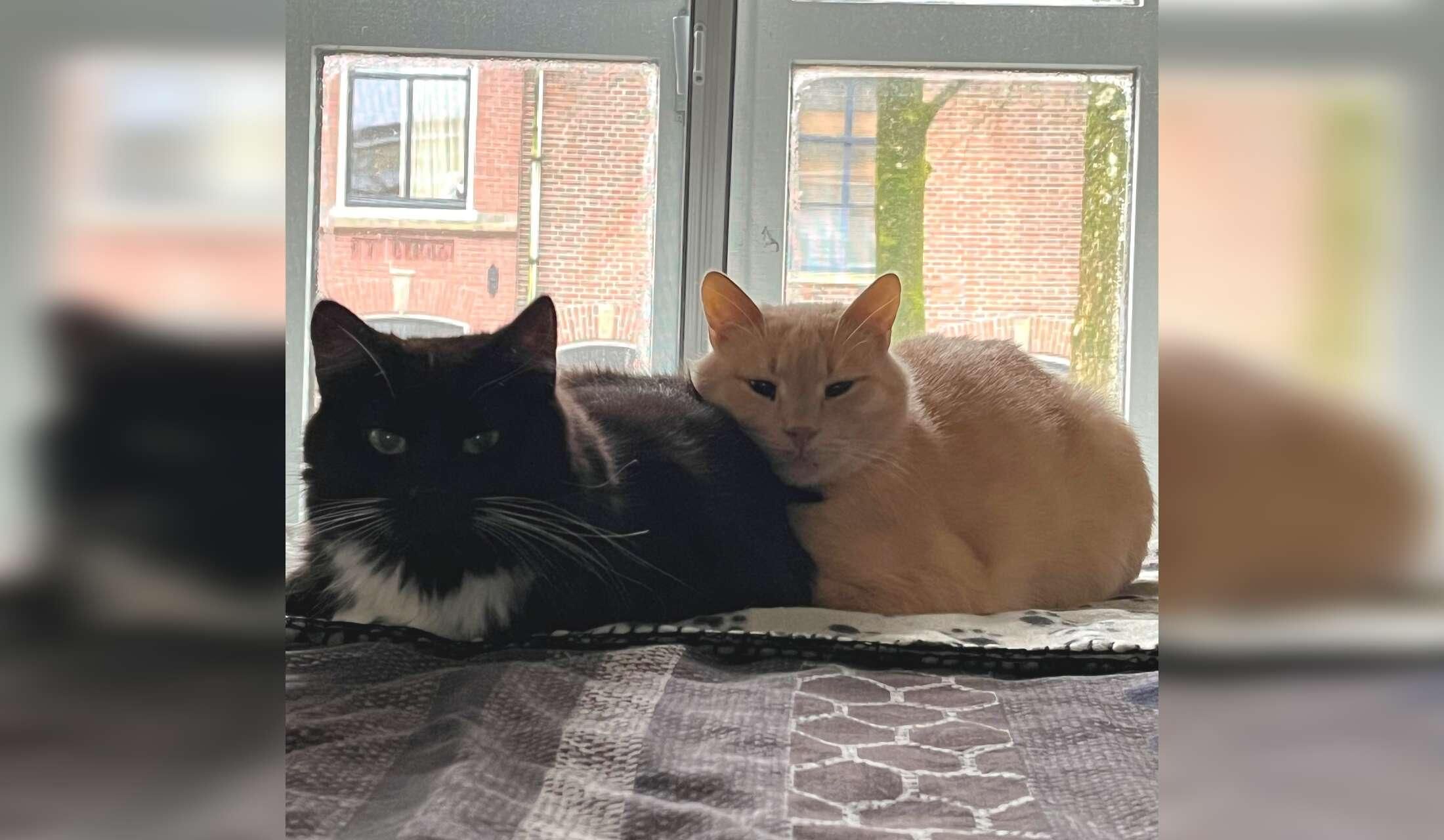 Taking care of 2 cute cats and our house for 2,5 months