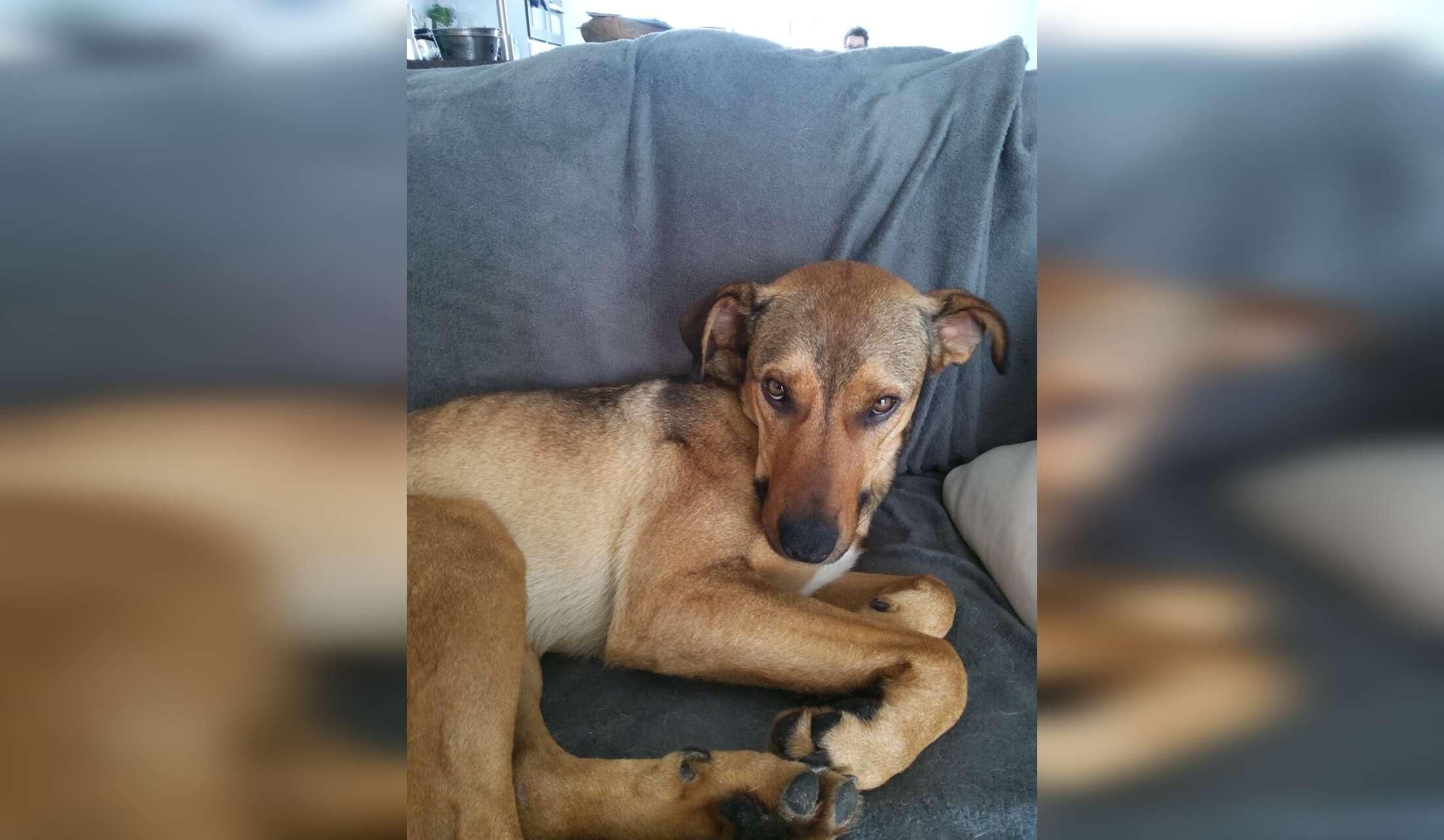 Wanted House, dog and cat sitter in Spanish mountains