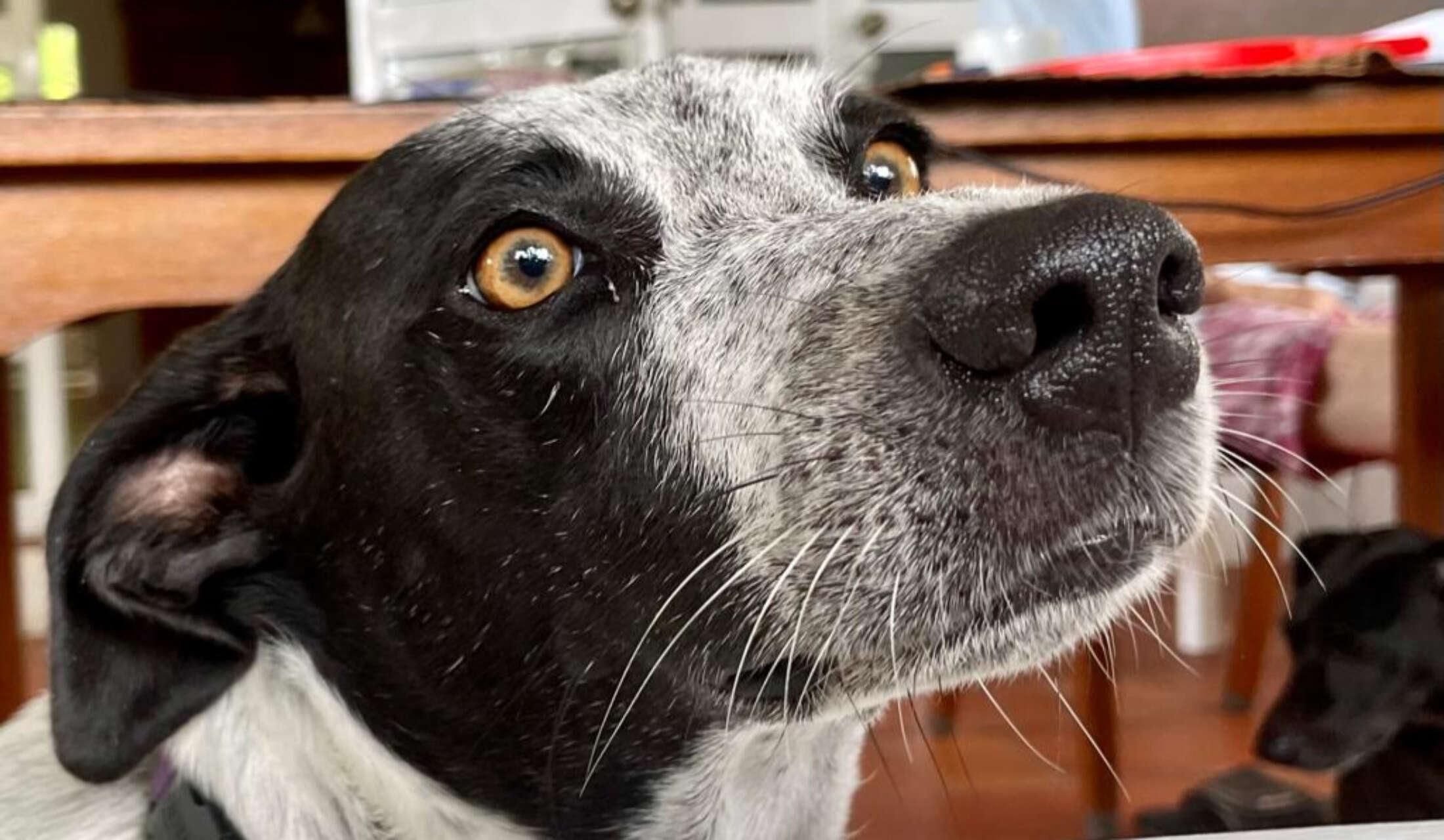 For dog and nature lovers - we are flexible in dates! - Image 4
