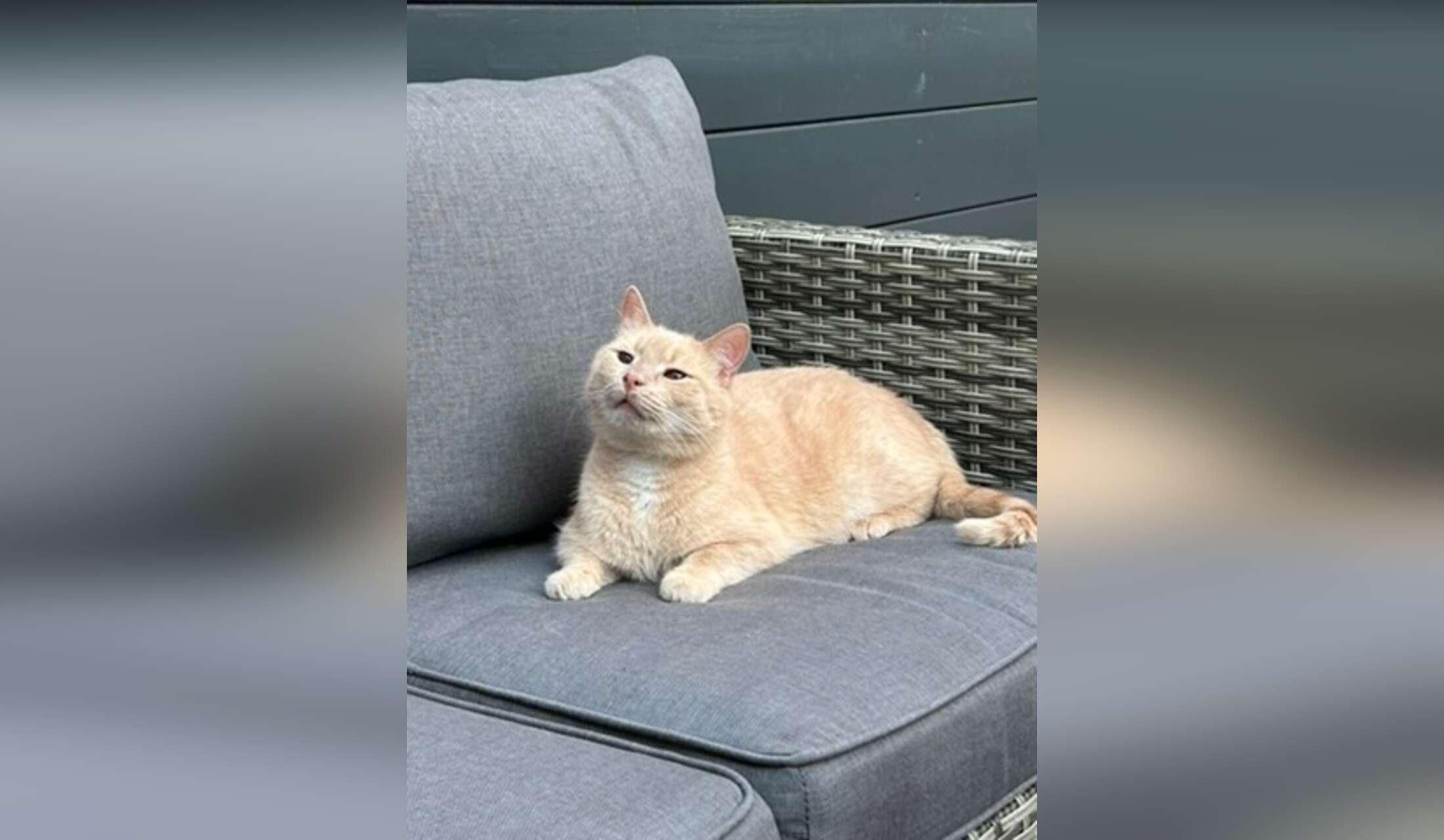 Taking care of 2 cute cats and our house for 2,5 months - Image 2