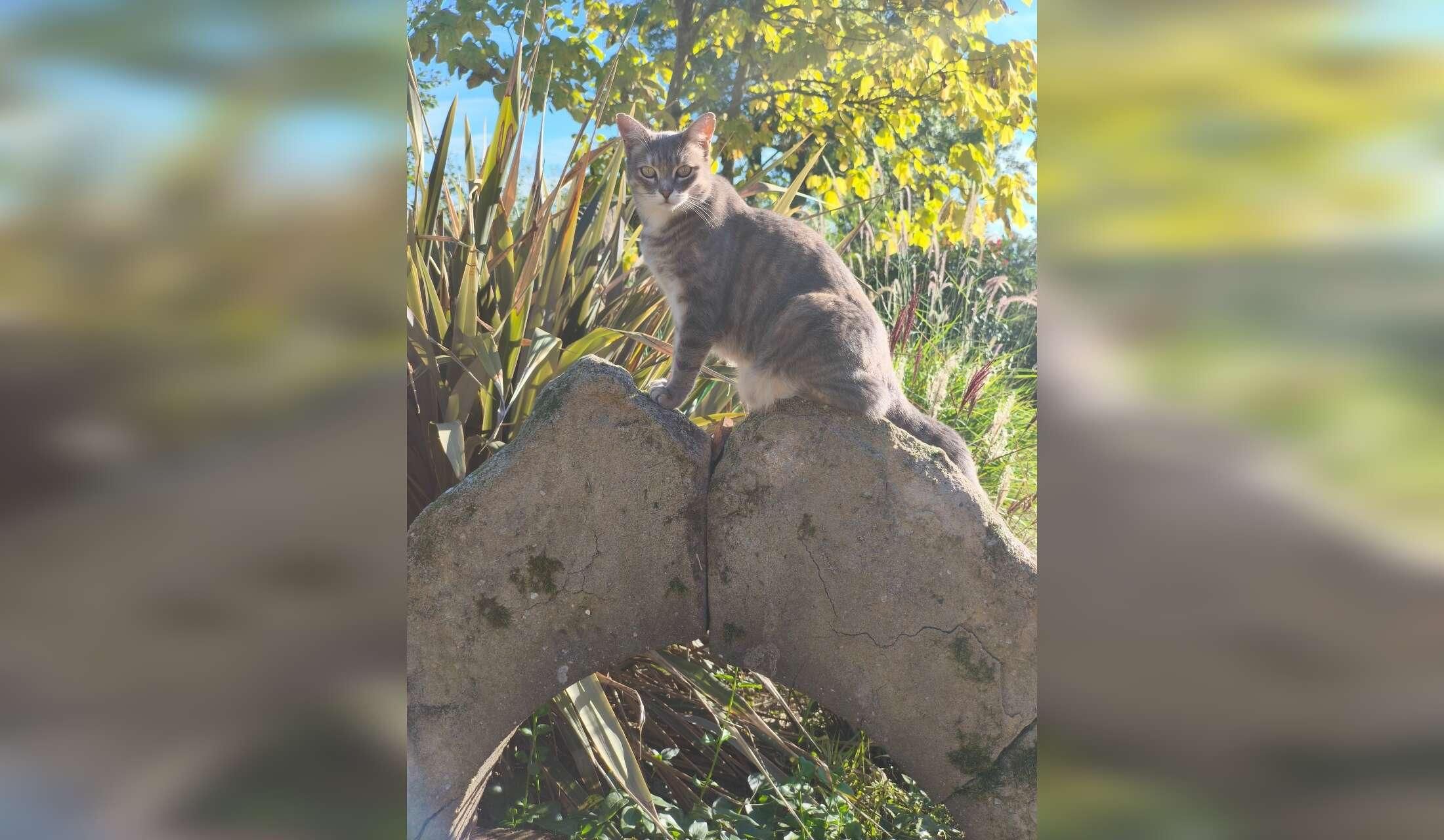 South West France expirienced animal and garden lovers - Image 7
