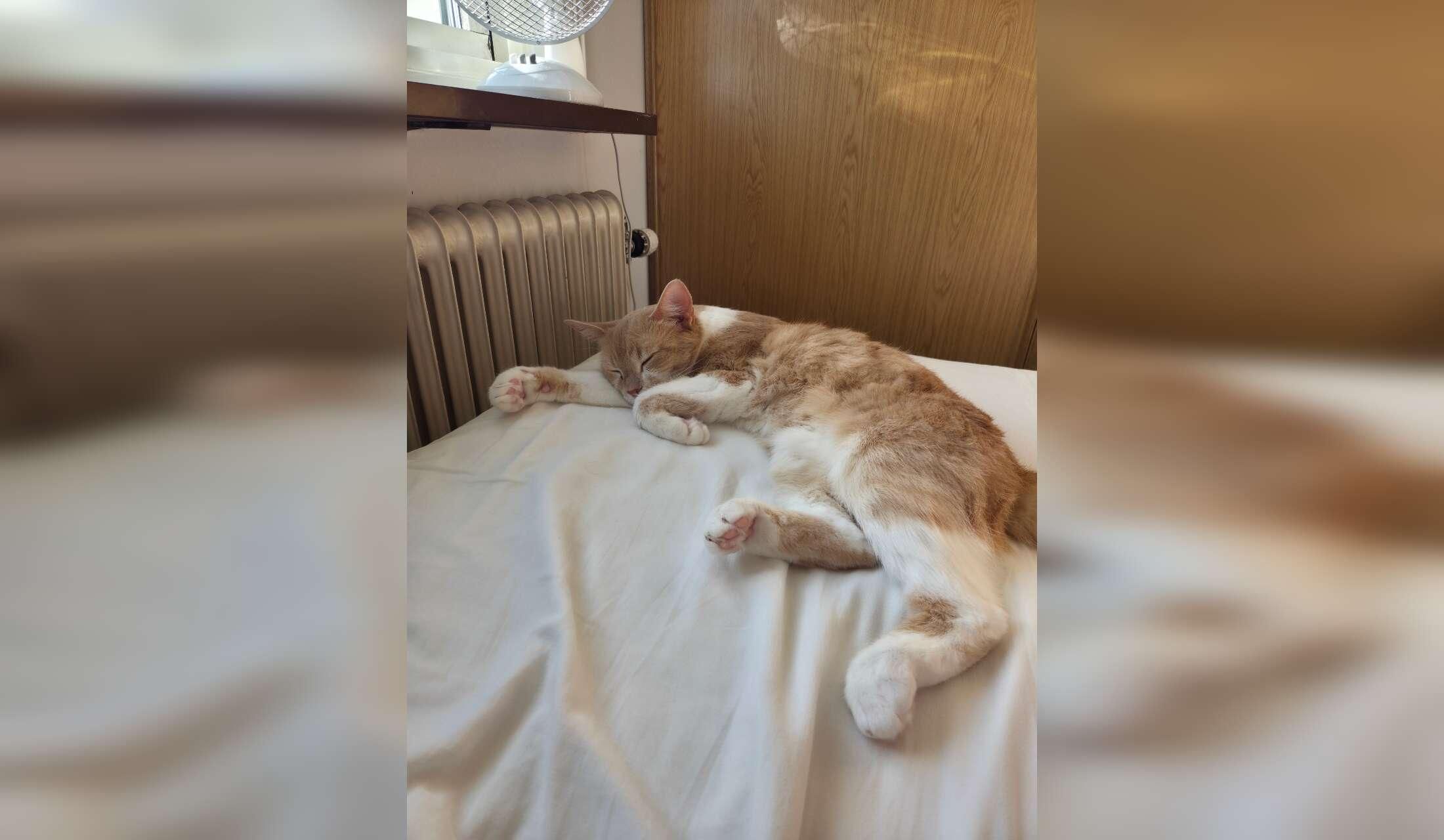 Cat loving sitter needed in Halmstad, Sweden