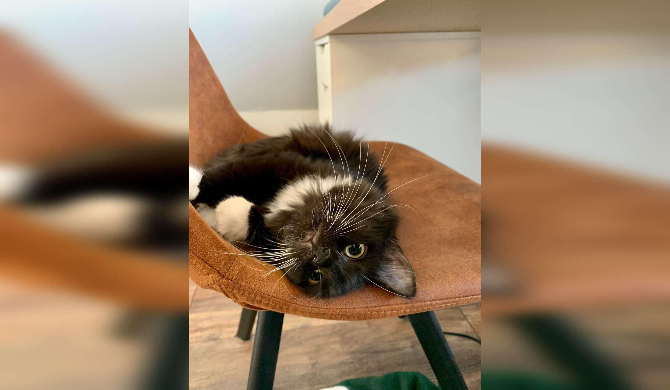 Taking care of 2 cute cats and our house for 2,5 months - Image 3
