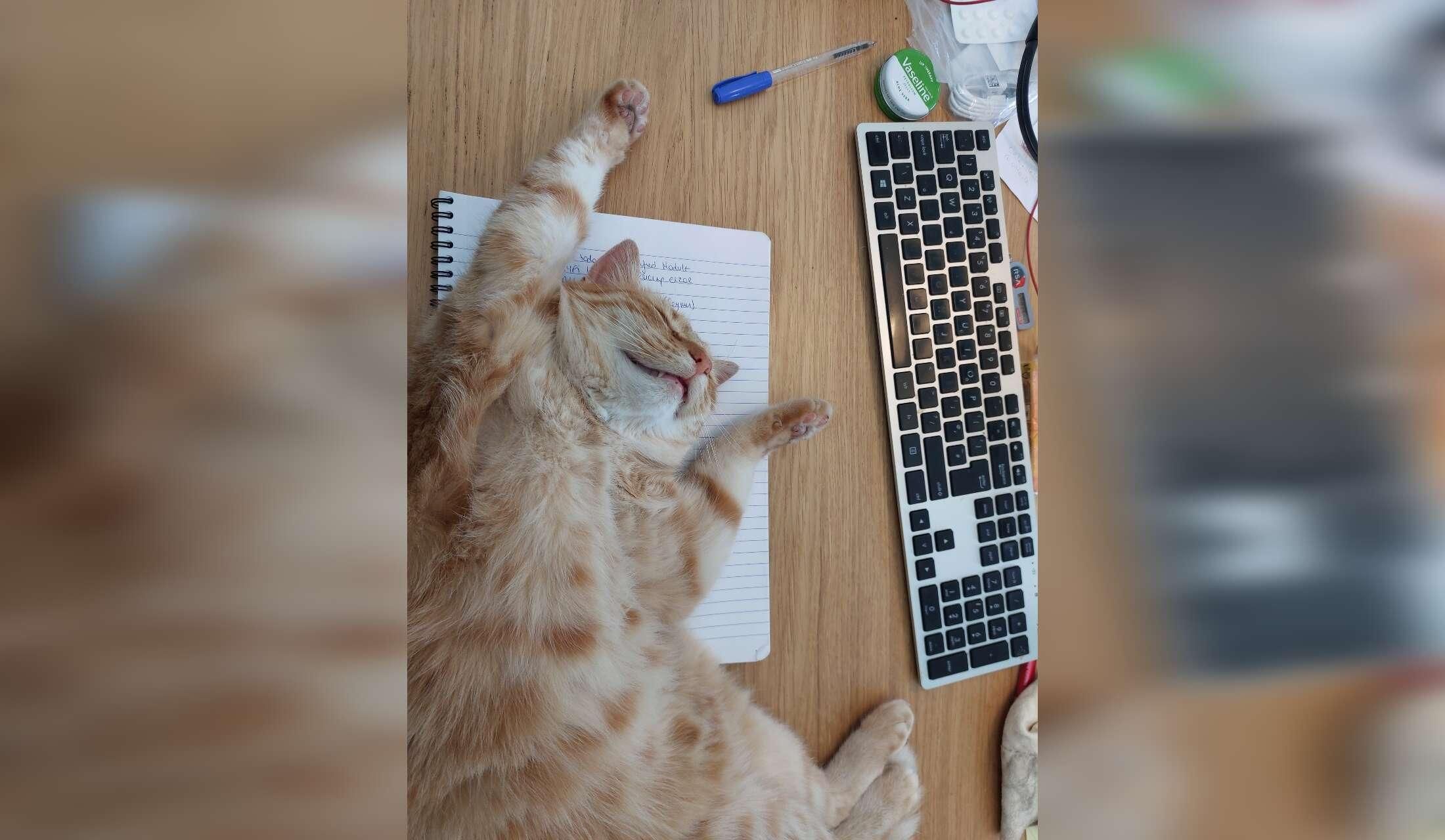 Pet sitting for two cats in Wicklow, Ireland