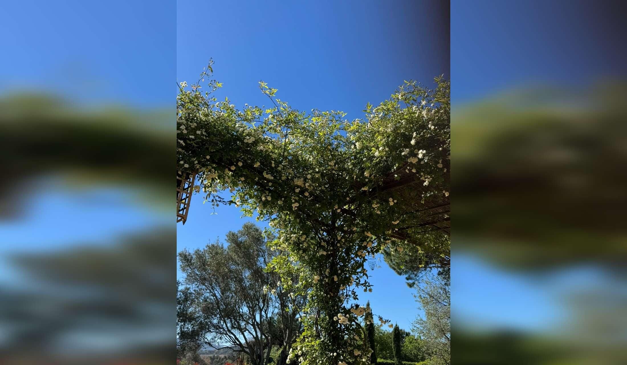 Grimaud, near St Tropez, small country house and 1 dogs. Christmas 2026 - Image 3
