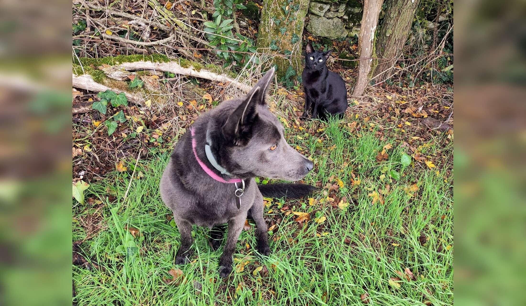 4 week+ rural house sit plus 1 cat and 1 dog mid Feb to mid March near Chatellerault, Vienne, France - Image 6