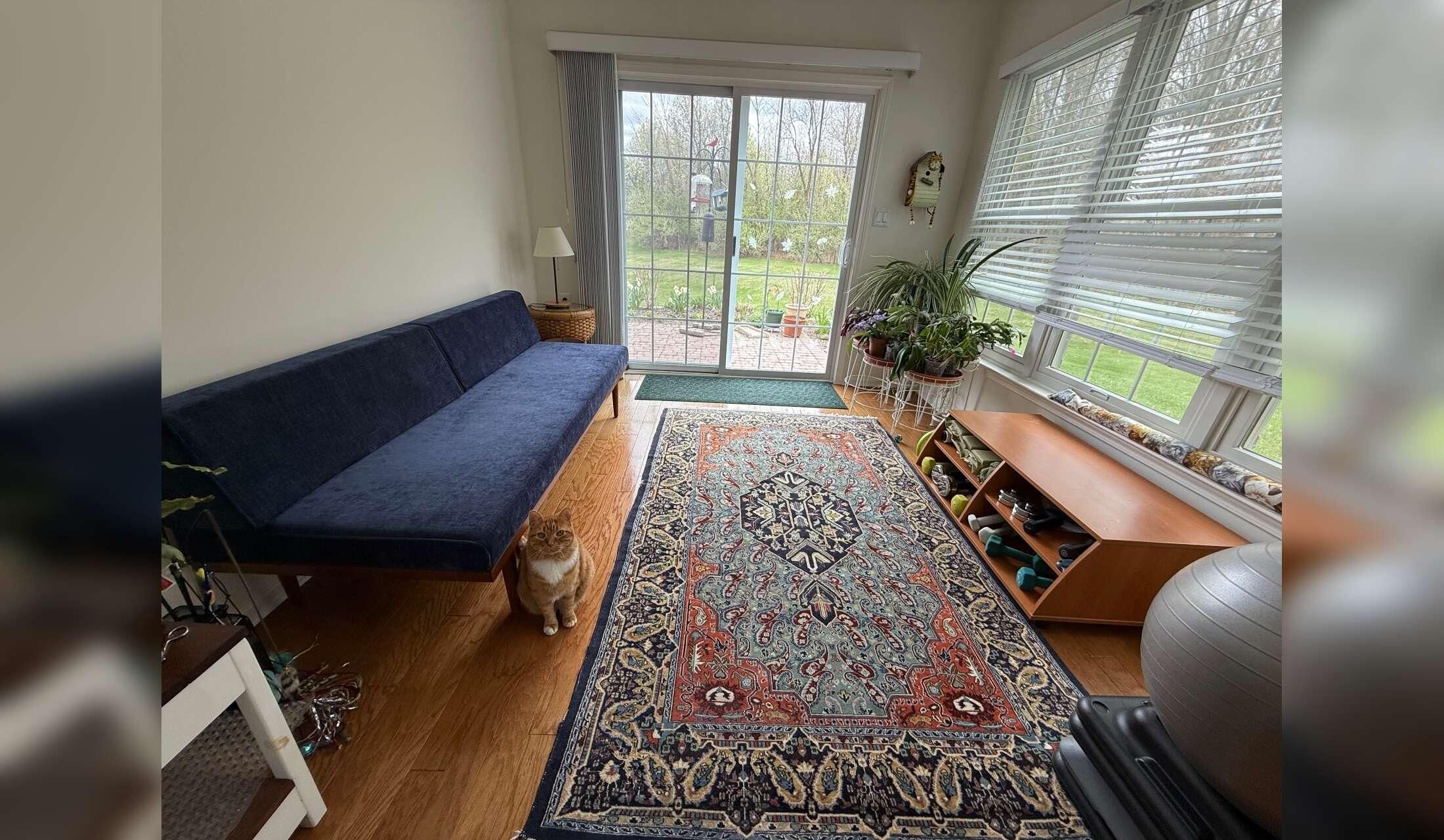 Cat sitter needed October 13-22  close to Princeton NJ - Image 7