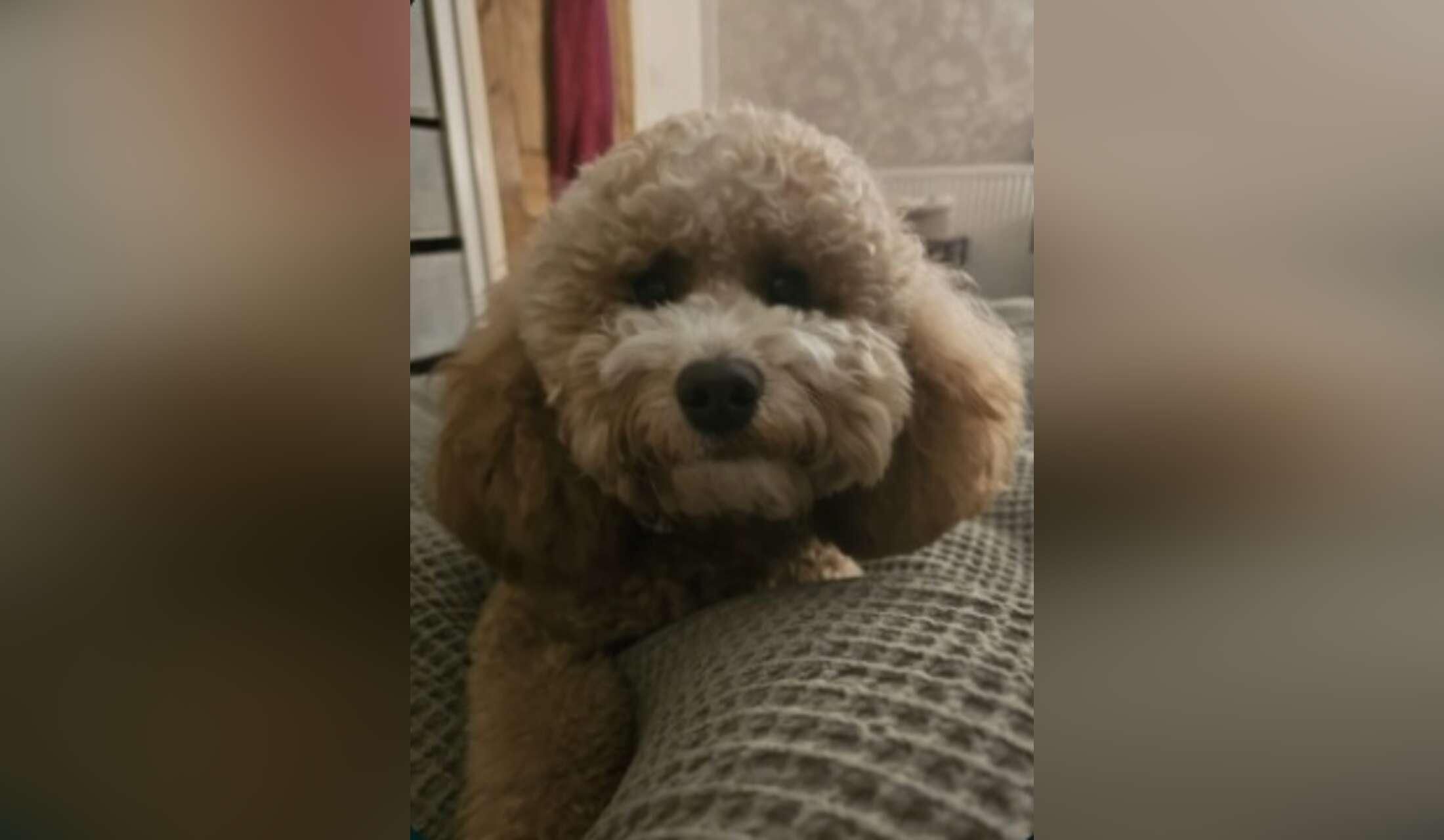 Nice house-sit in TW11 with good airy place and nice mini Labradoodle - Image 6