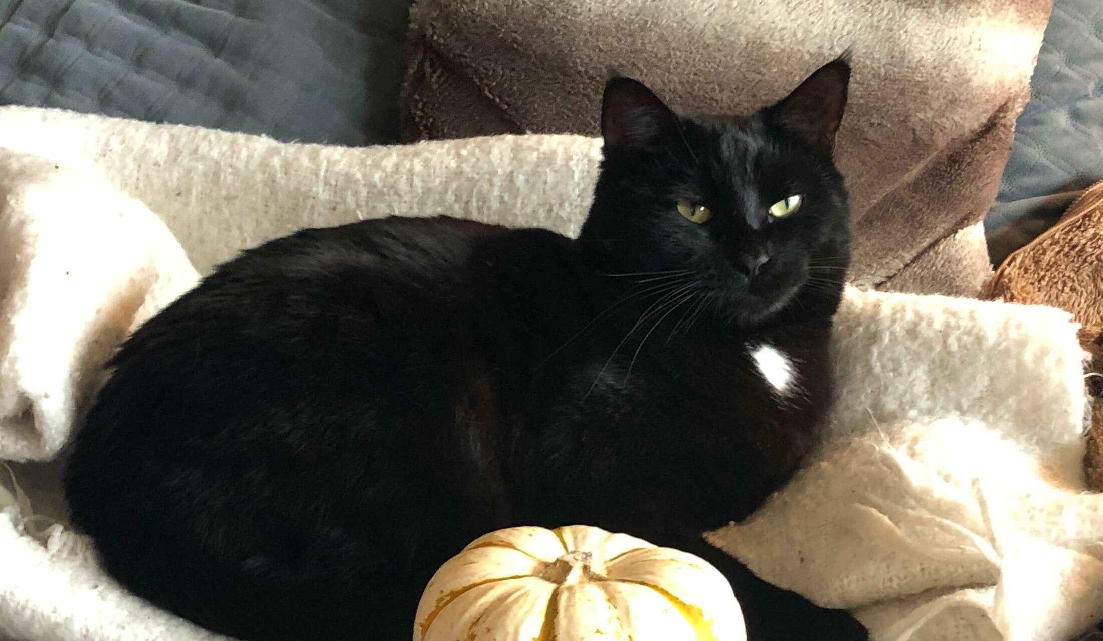 Autumn 2026 In Vancouver, Canada - dates flexible! Plant Savvy Cat & Fish Sitter Needed for 4-6ish weeks