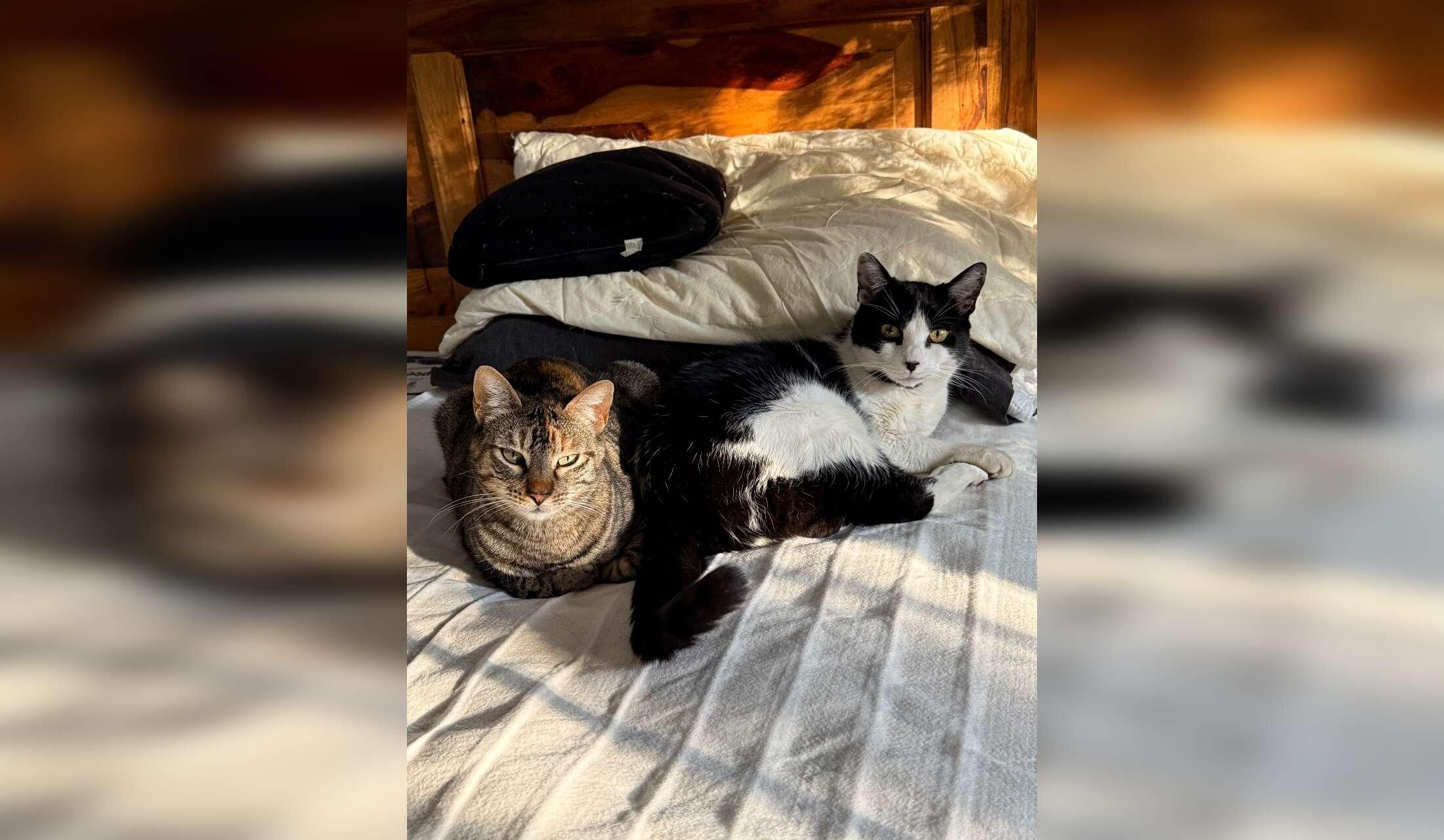 Costa Blanca kitties in comfy villa need replacement staff! - Image 2