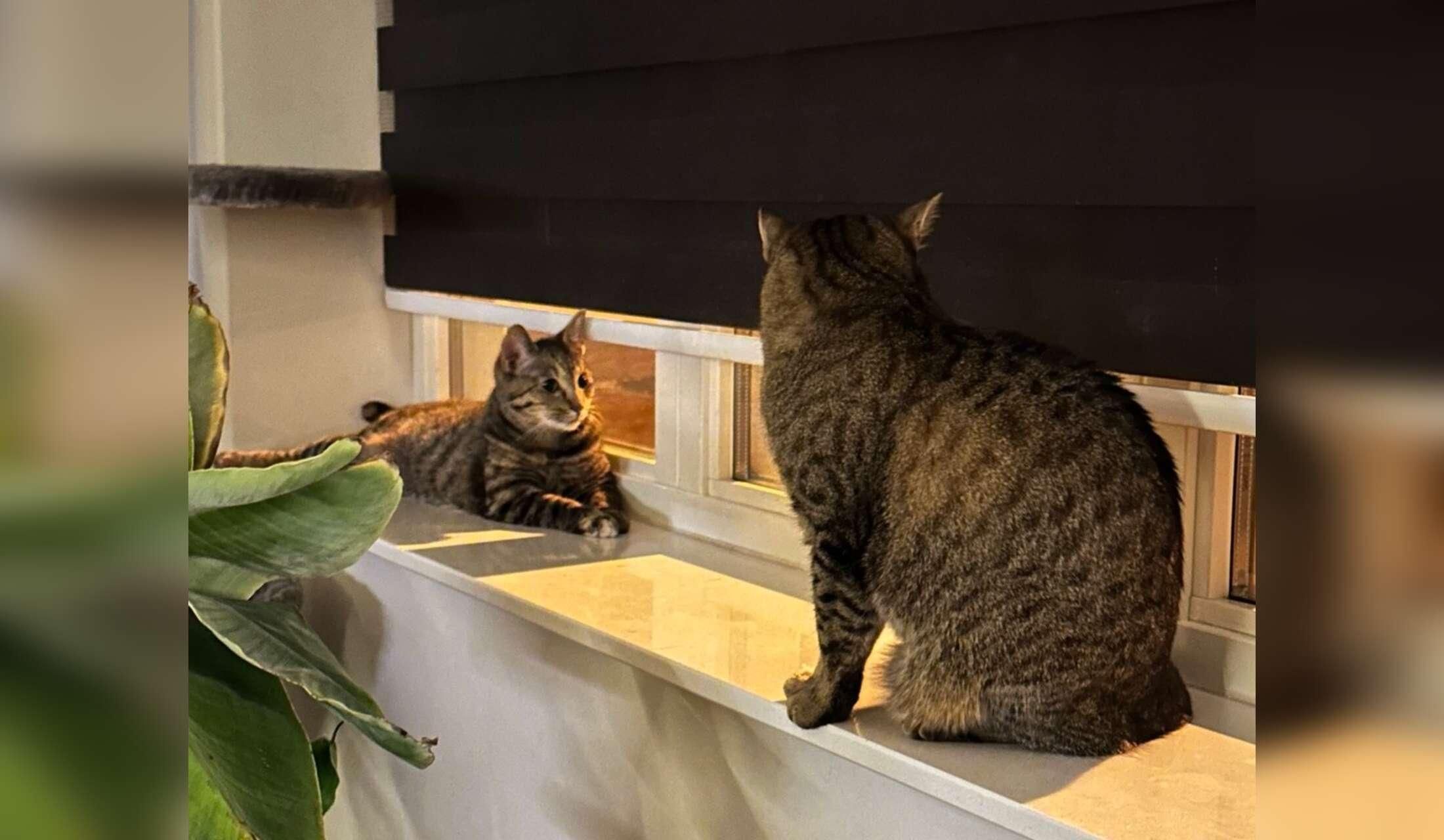 Care for 2 cats, 2 weeks in Sep/Oct in Leiden, the Netherlands