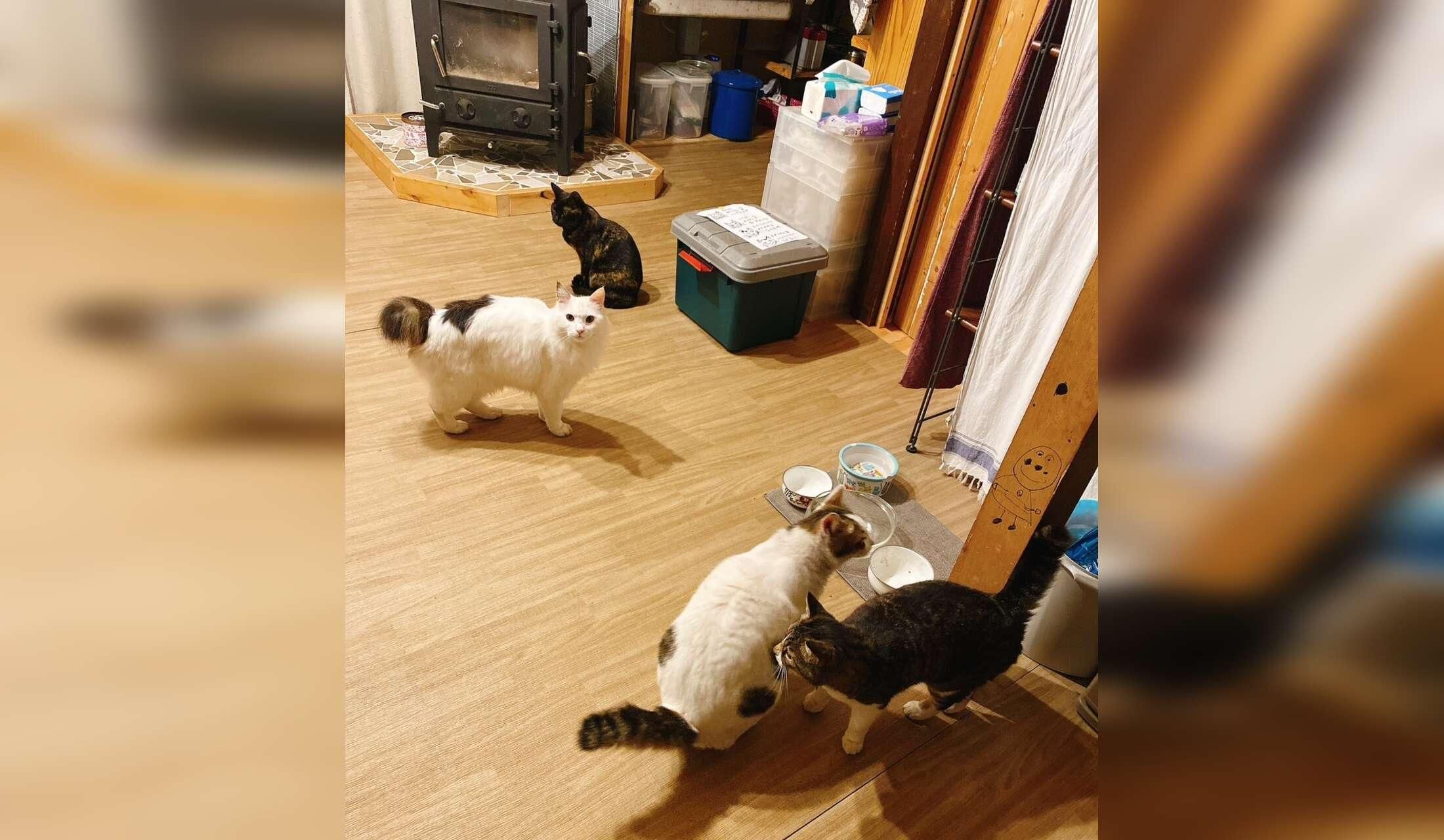 Cozy Hokkaido stay with friendly cats – onsen & beach 3 min walk - Image 5