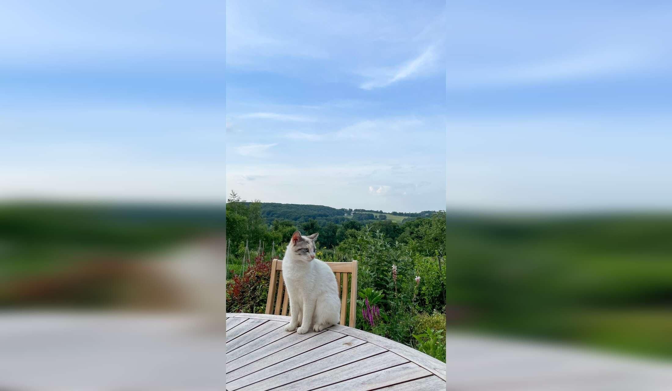 Farmhouse in Aveyron - Animal care - Garden maintenance - Image 9
