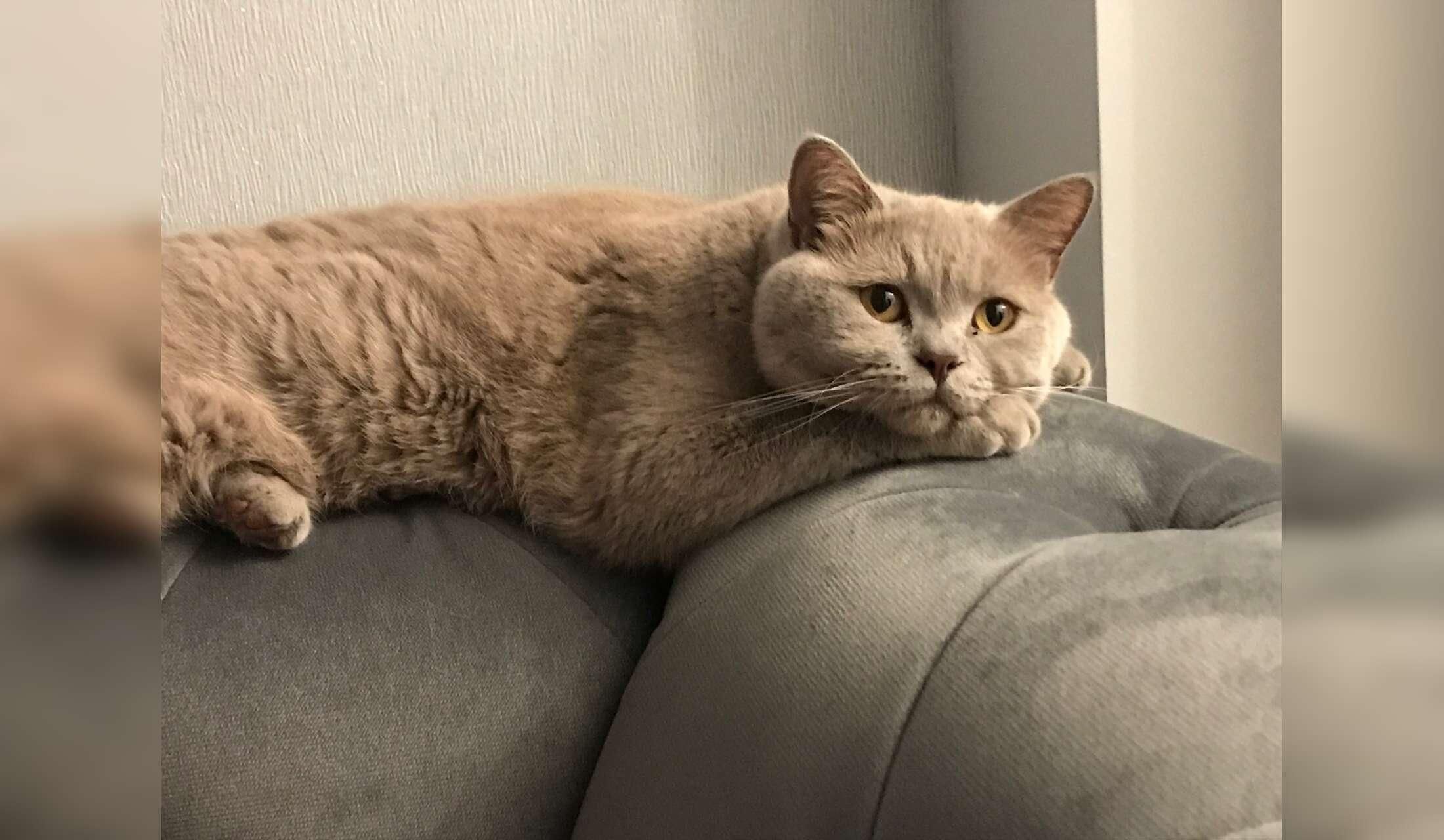 Looking for a sitter for 3 handsome British Shorthairs cats - Image 2