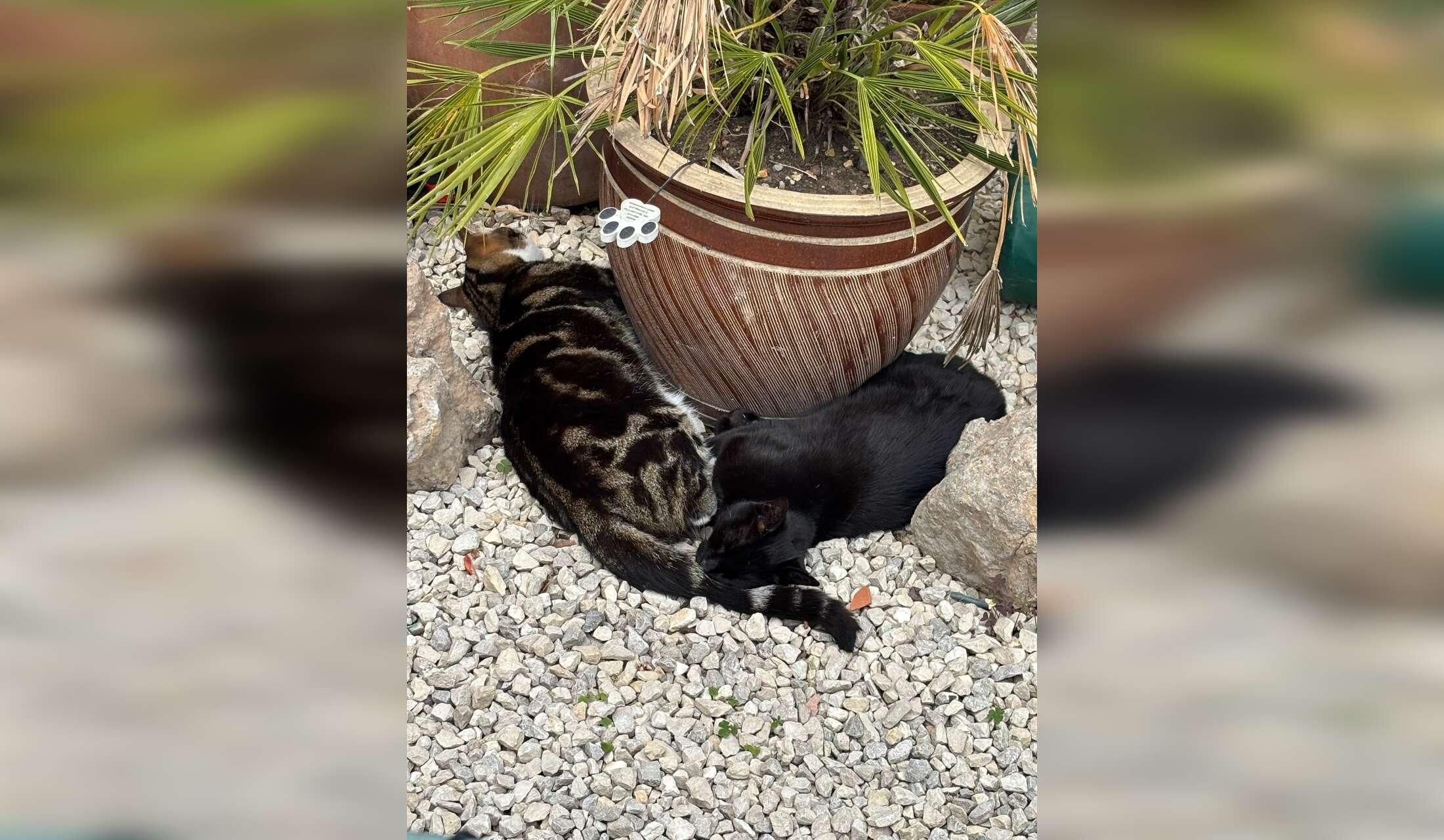 2 Cute Cats and a Fun Dog In Islington With Private Garden - Image 2