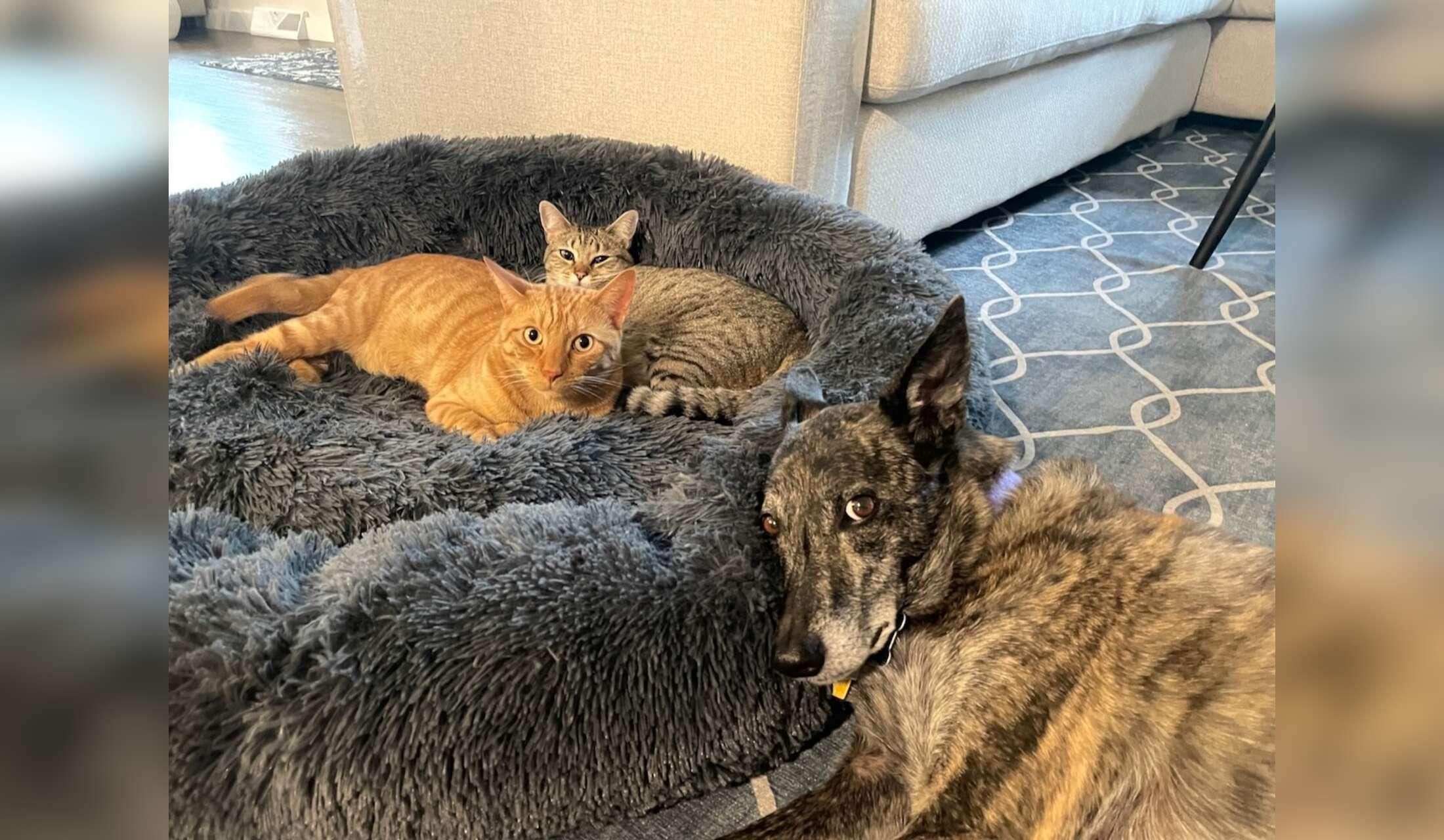 Peaceful home with easy pets in Chattanooga, TN - Image 2