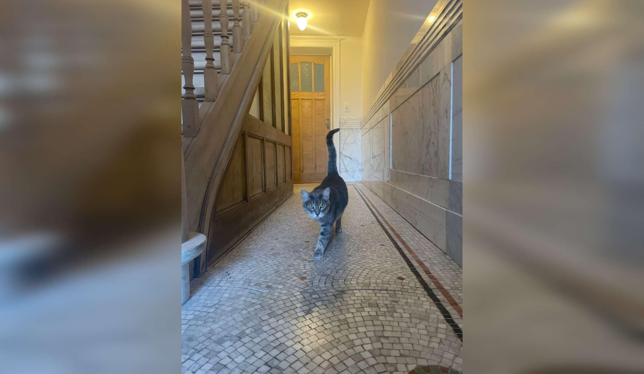 Ostend, Belgian North Sea Coast, Beautiful townhouse from 1920's, care for 2 cats needed from the 13th-22nd of October 2026 - Image 5