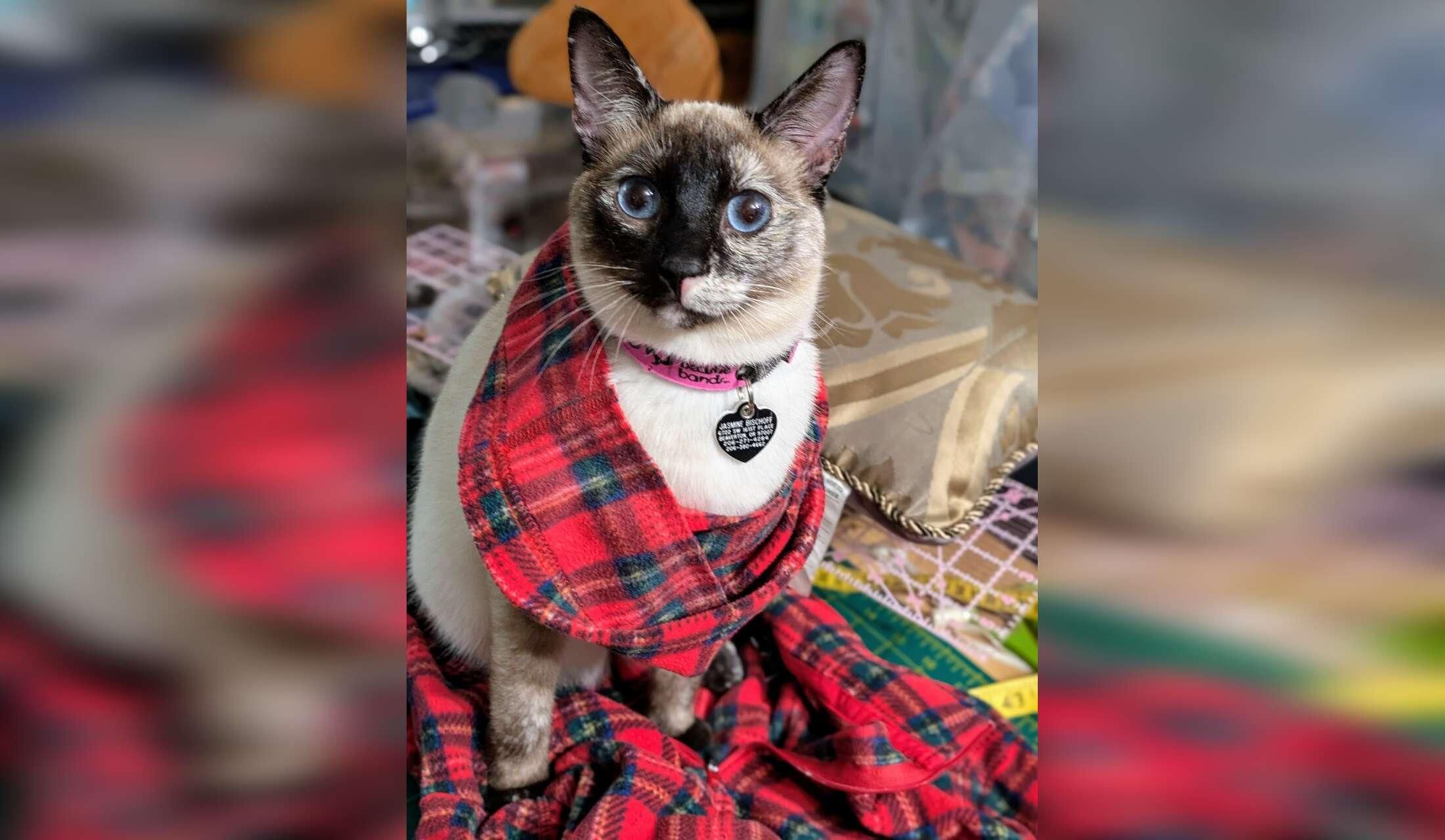 Catloving housesitter needed for 17 days in Portland Oregon Area - Image 7
