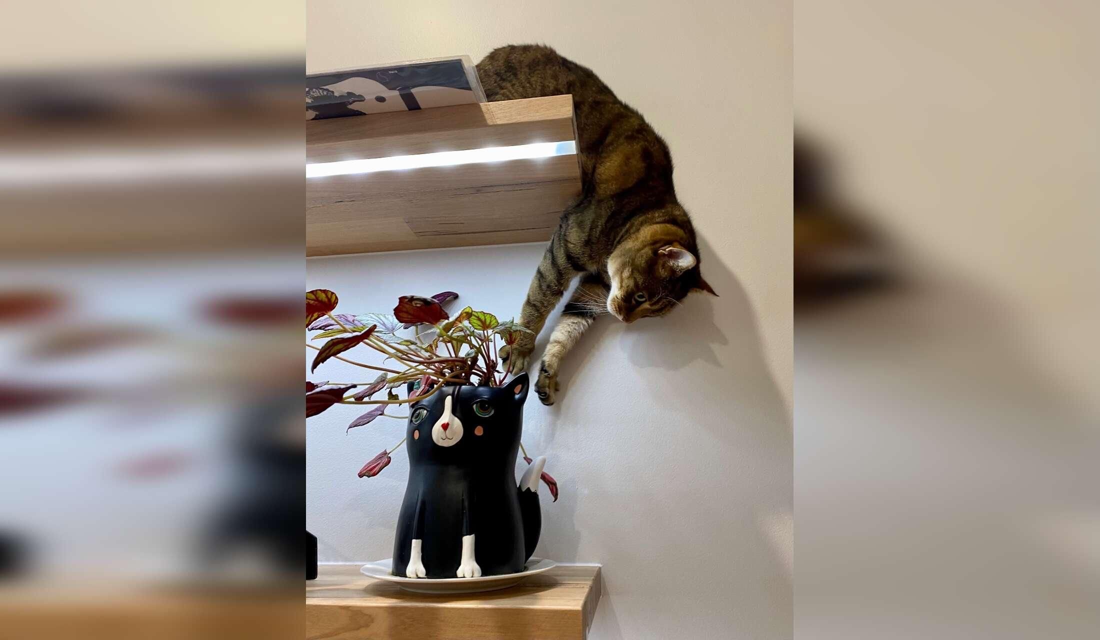 3-bedroom inner city house in vibrant, leafy Flemington - with a gorgeous kitty - Image 3