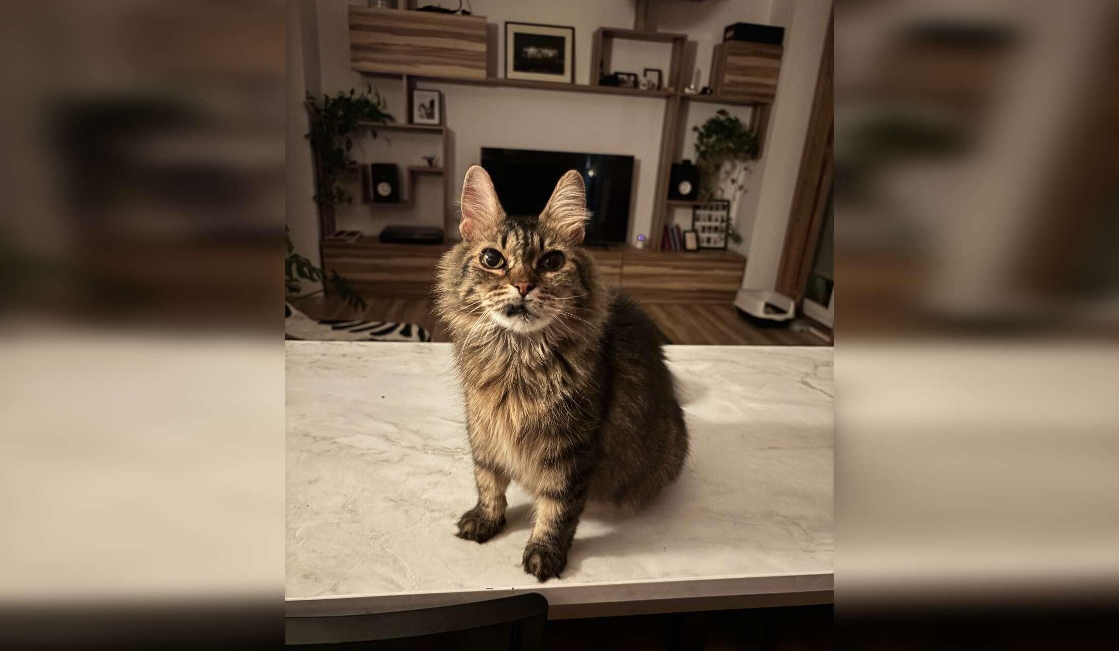 House & Cat Sitting in Madrid, Spain – 2 Cats, 12 Weeks - Image 9