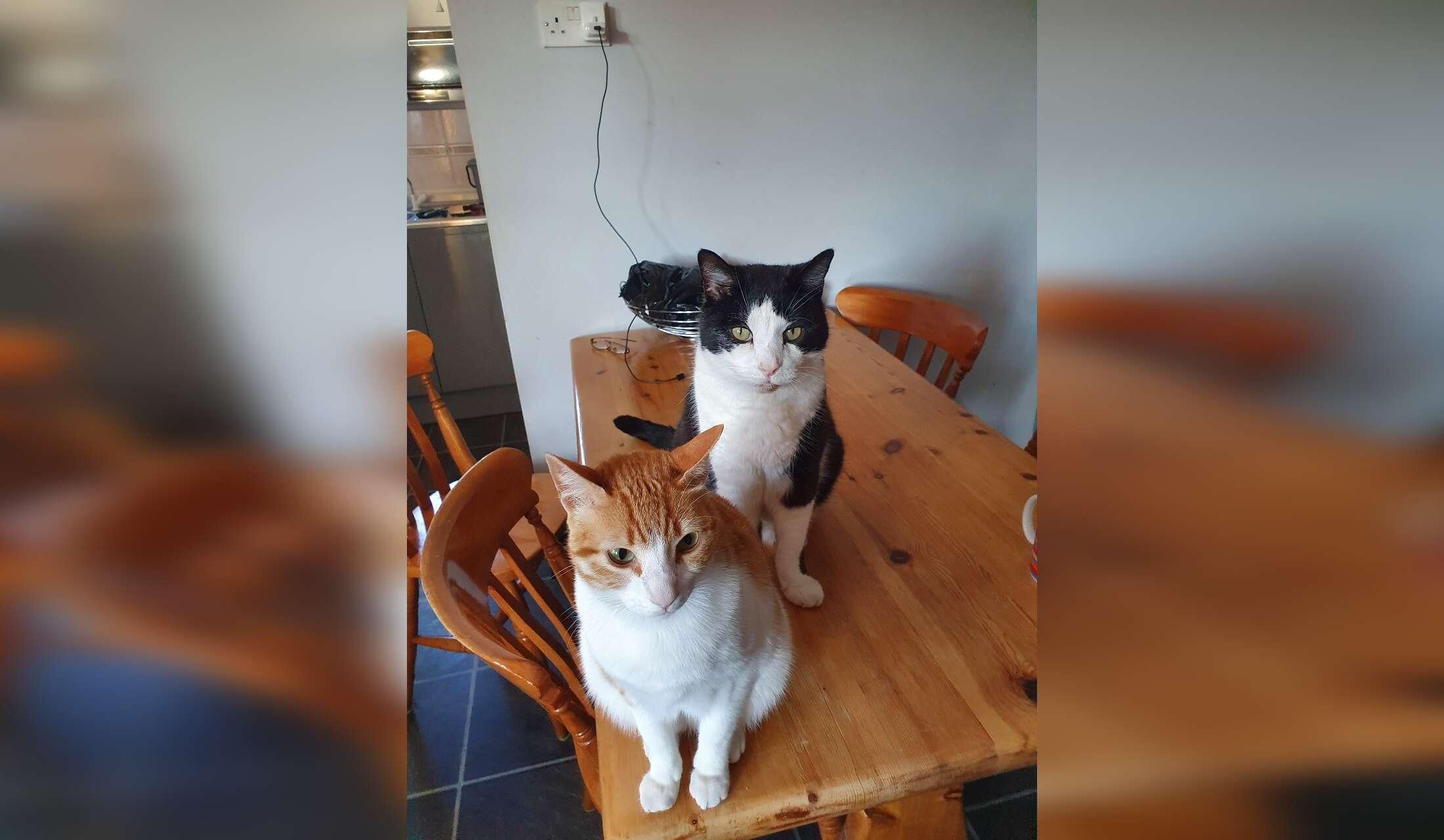 Cat/House sit by the sea in Kent UK - Image 7
